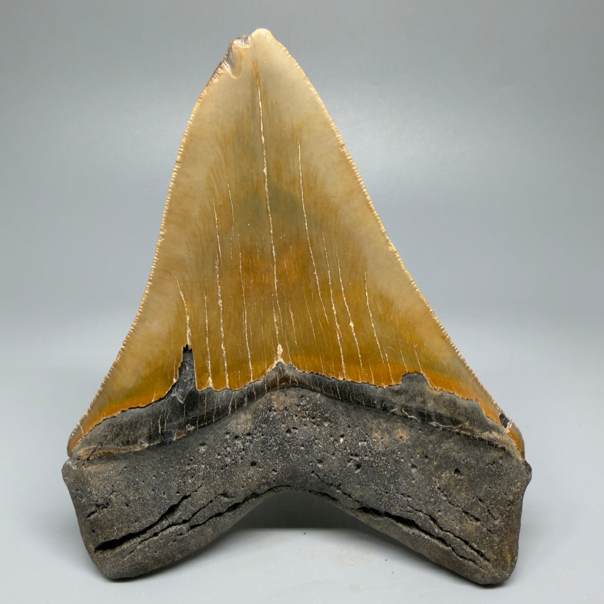 Great Shape Large 5.06" Fossil Megalodon Tooth - Wilmington North Carolina CM5367 - Back 