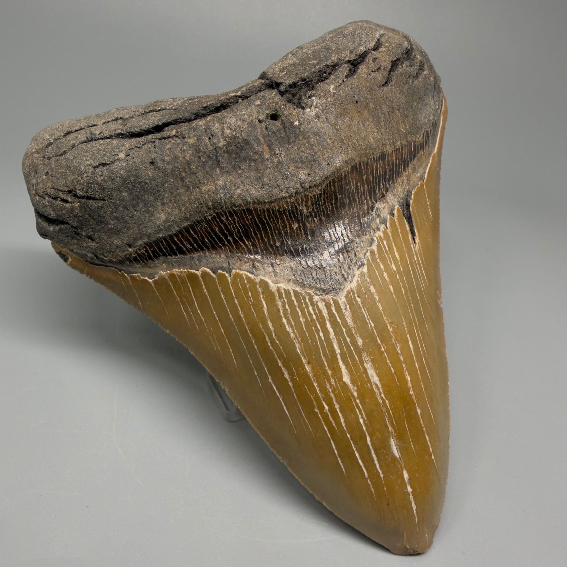 Great Shape Large 5.06" Fossil Megalodon Tooth - Wilmington North Carolina CM5367 - Front Left