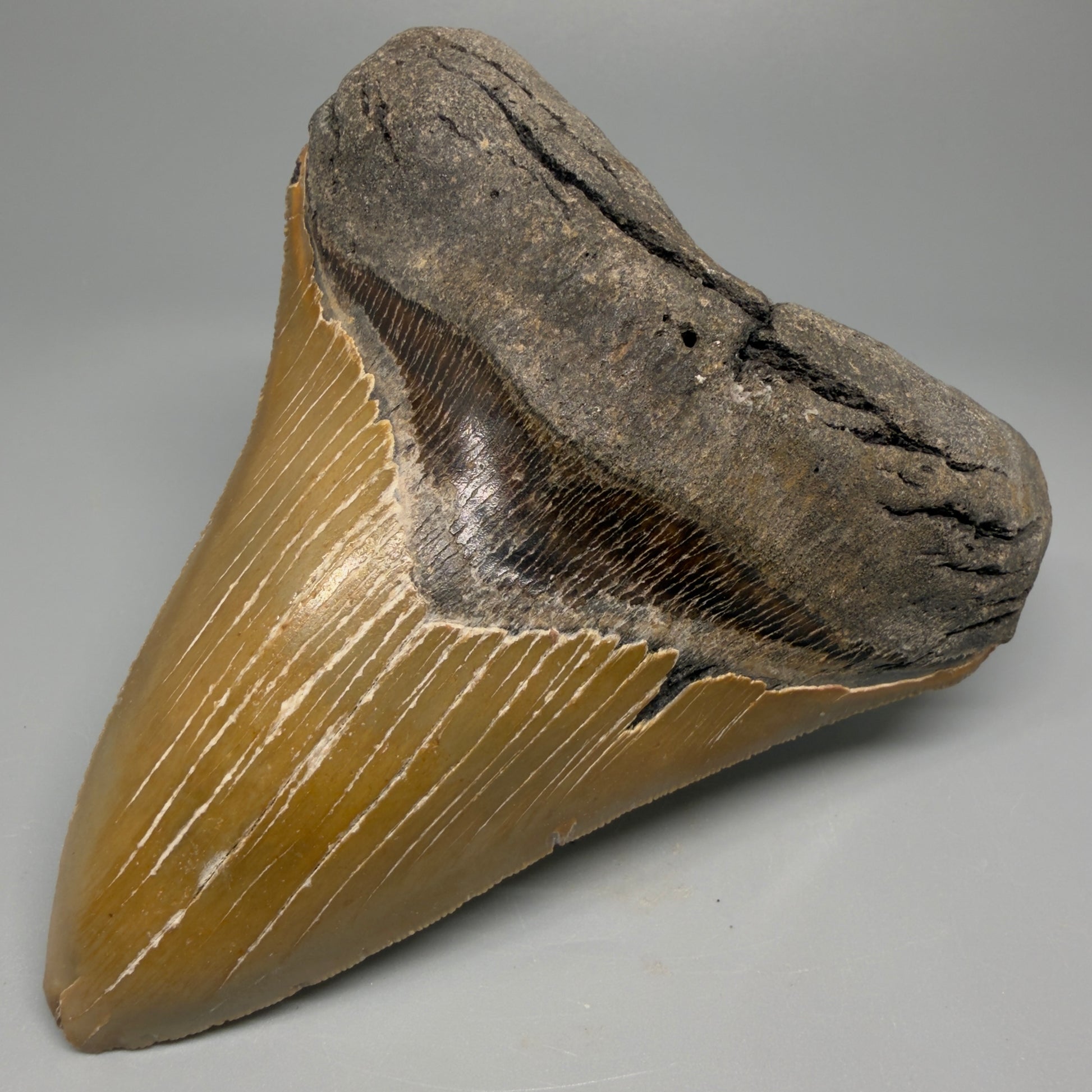 Great Shape Large 5.06" Fossil Megalodon Tooth - Wilmington North Carolina CM5367 - Front Right