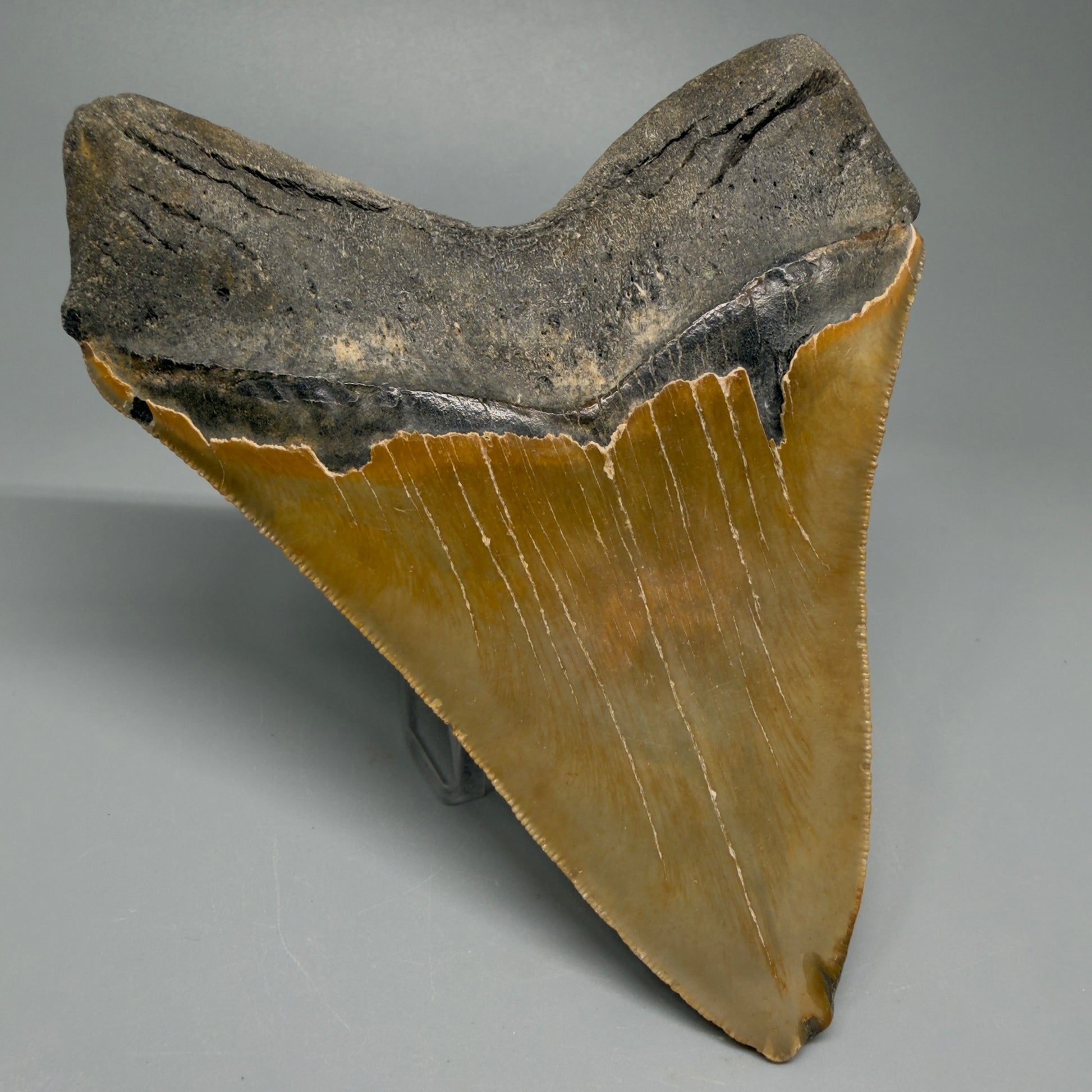 Great Shape Large 5.06" Fossil Megalodon Tooth - Wilmington North Carolina CM5367 - Back Left