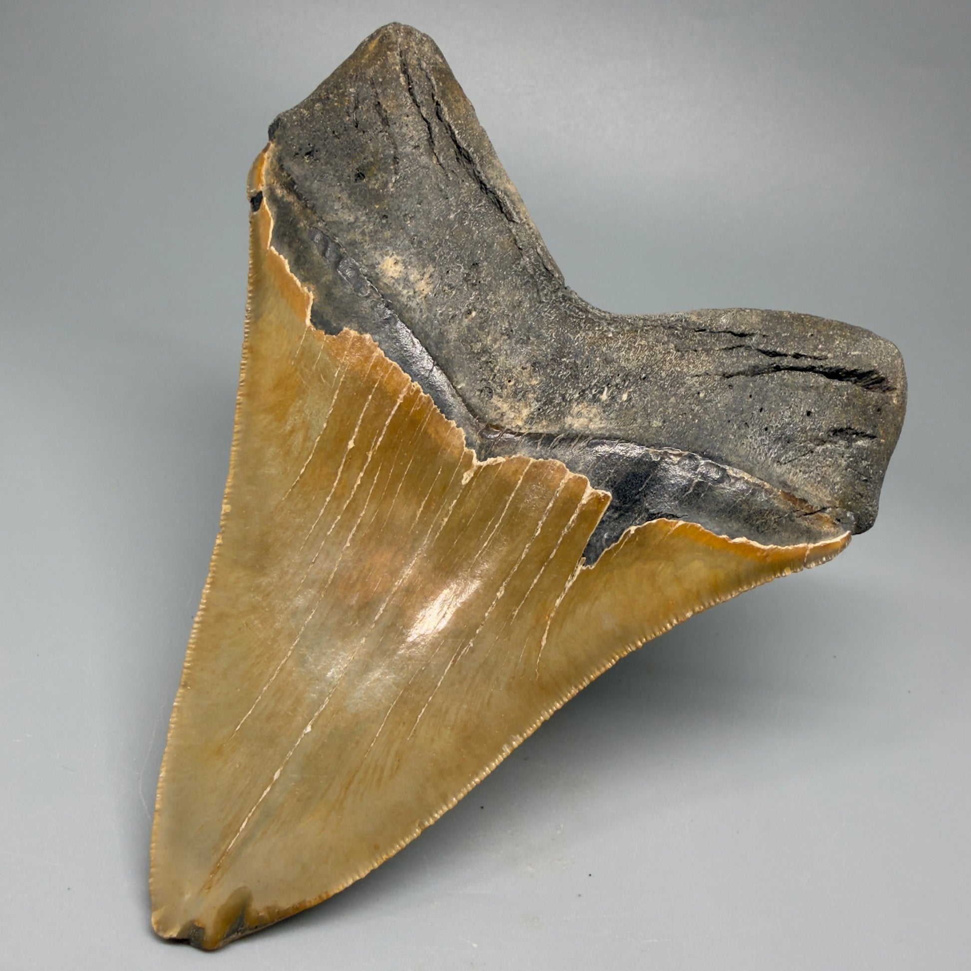 Great Shape Large 5.06" Fossil Megalodon Tooth - Wilmington North Carolina CM5367 - Back Right