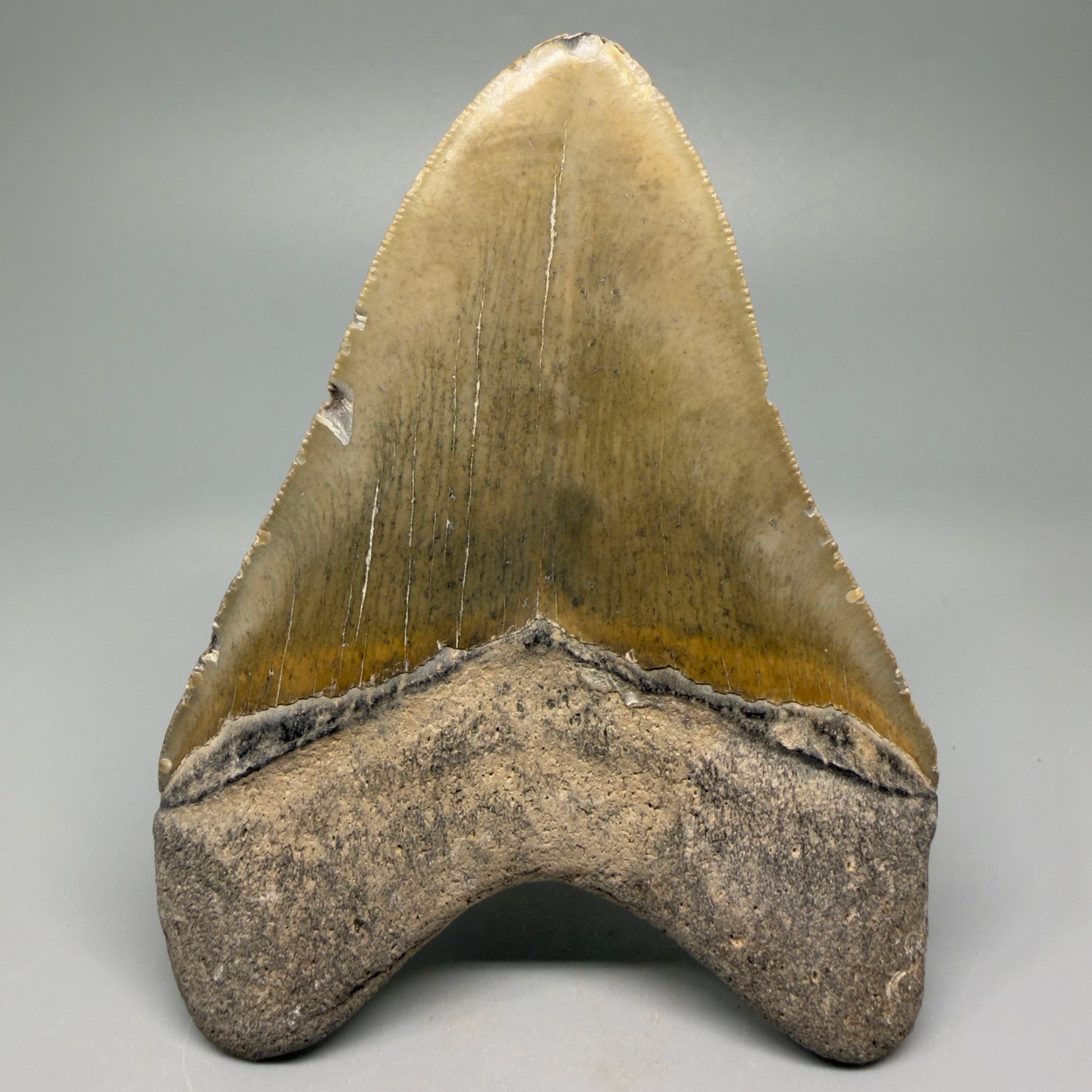 Great Shape Large 5.11" Fossil Megalodon Tooth - Wilmington North Carolina CM5370 - Back 