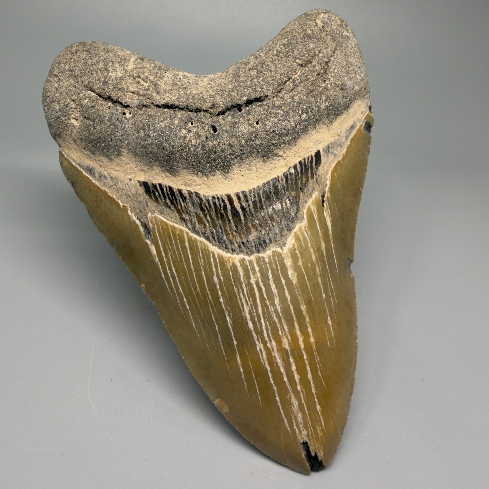 Great Shape Large 5.11" Fossil Megalodon Tooth - Wilmington North Carolina CM5370 - Front Left