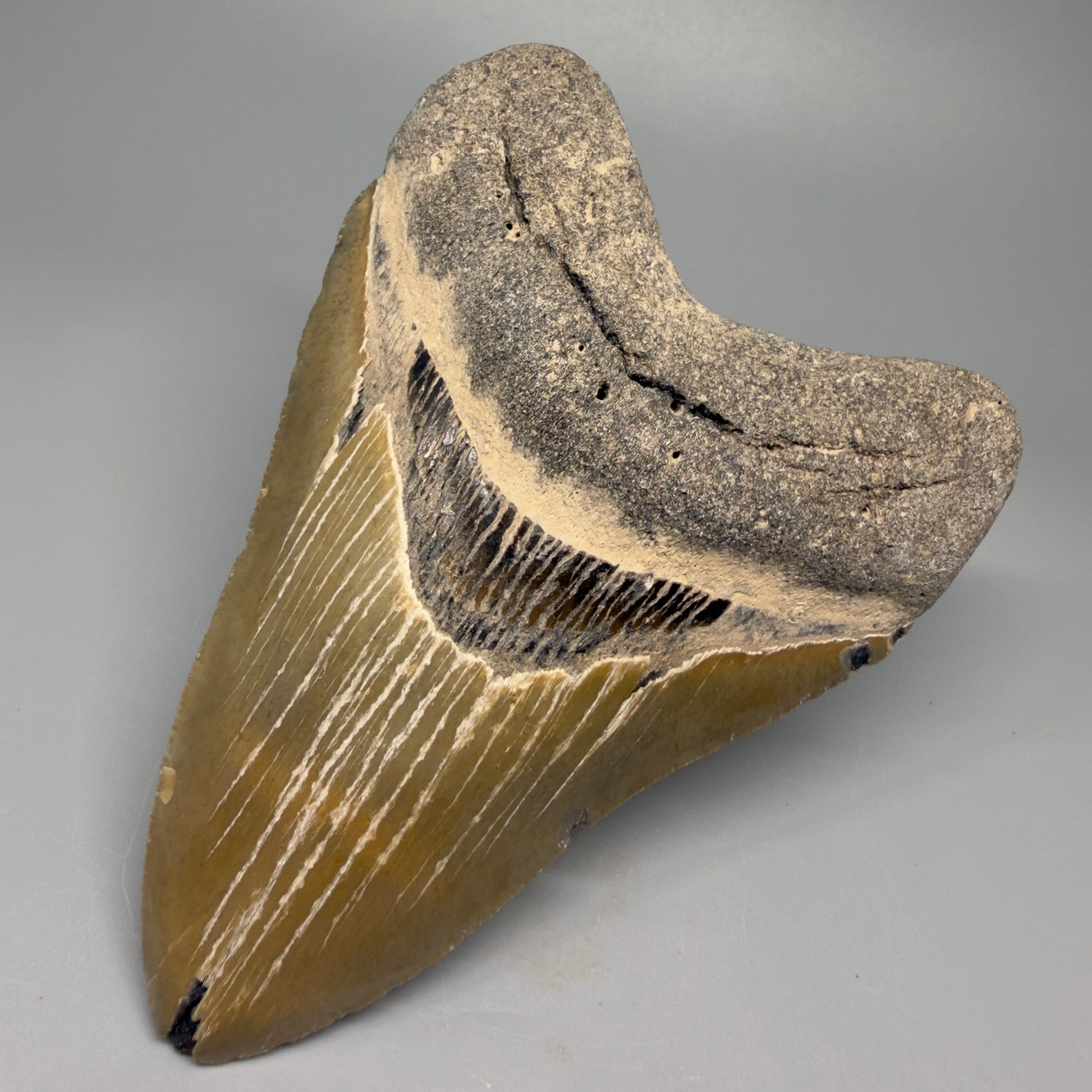 Great Shape Large 5.11" Fossil Megalodon Tooth - Wilmington North Carolina CM5370 - Front Right