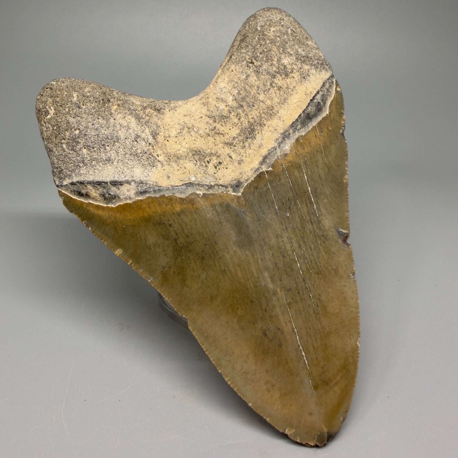 Great Shape Large 5.11" Fossil Megalodon Tooth - Wilmington North Carolina CM5370 - Back Left