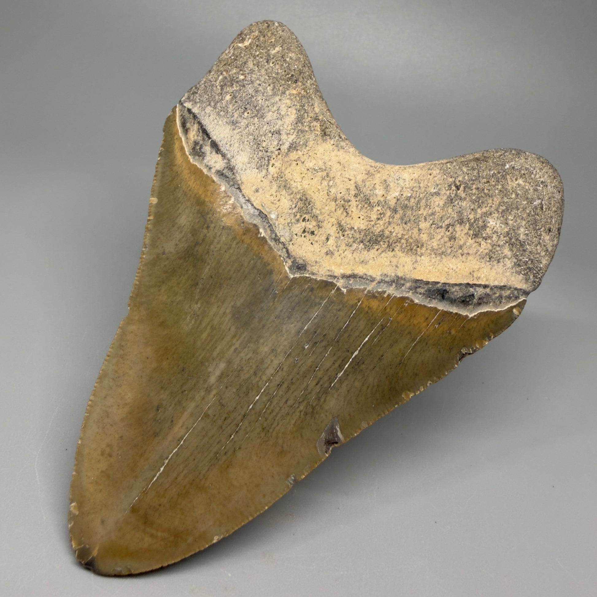 Great Shape Large 5.11" Fossil Megalodon Tooth - Wilmington North Carolina CM5370 - Back Right