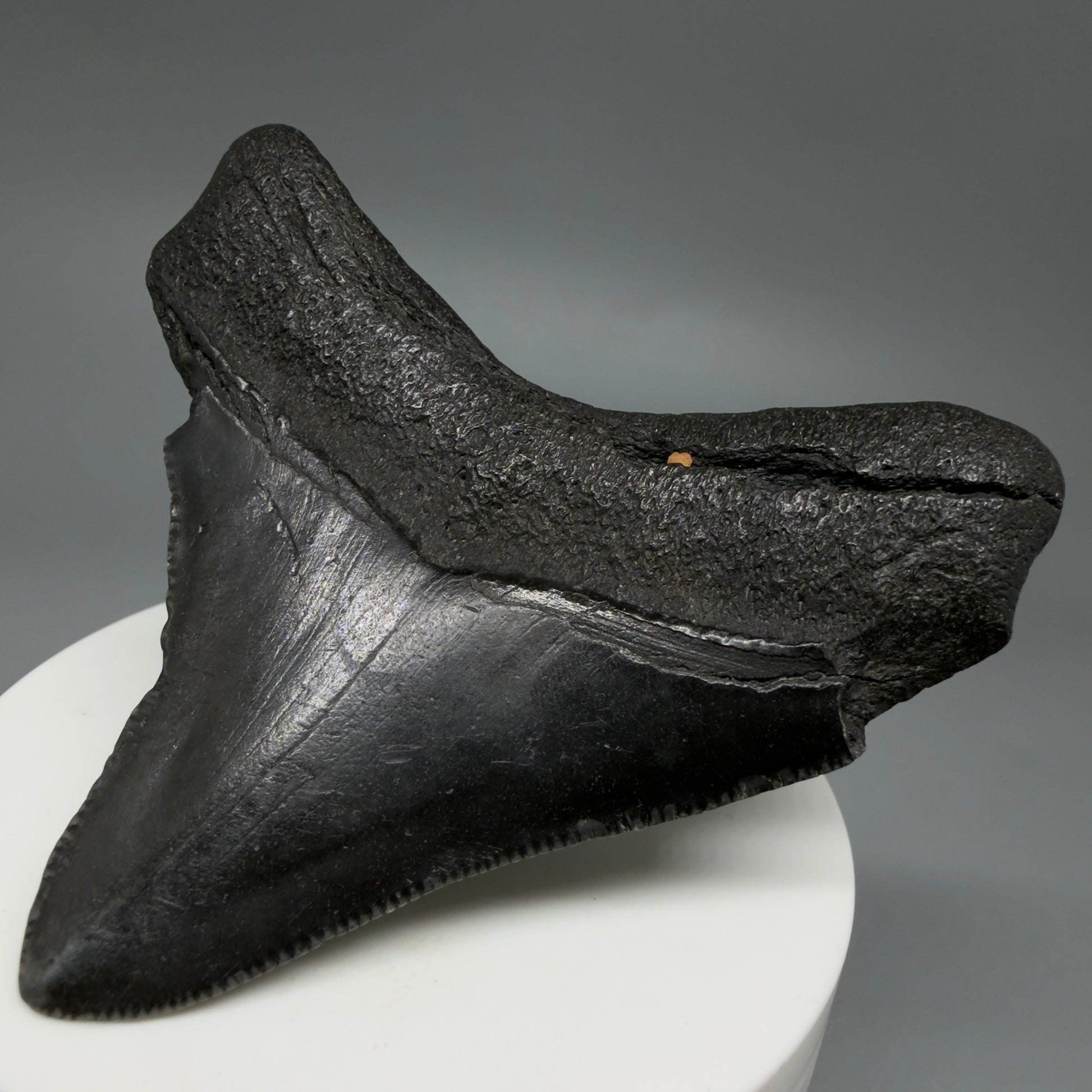 Back Right View 2.86" Lateral Fossil Megalodon Tooth – South Carolina River Find | Authentic CM6222