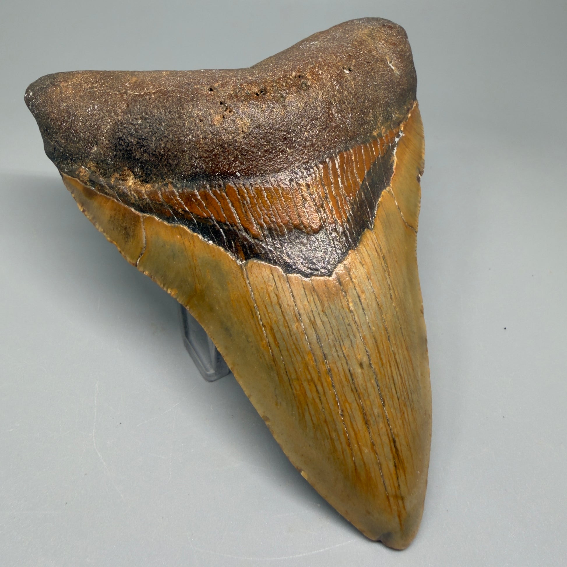 Great Shape Large 5.13" Fossil Megalodon Tooth - Wilmington North Carolina CM5369 - Front Left