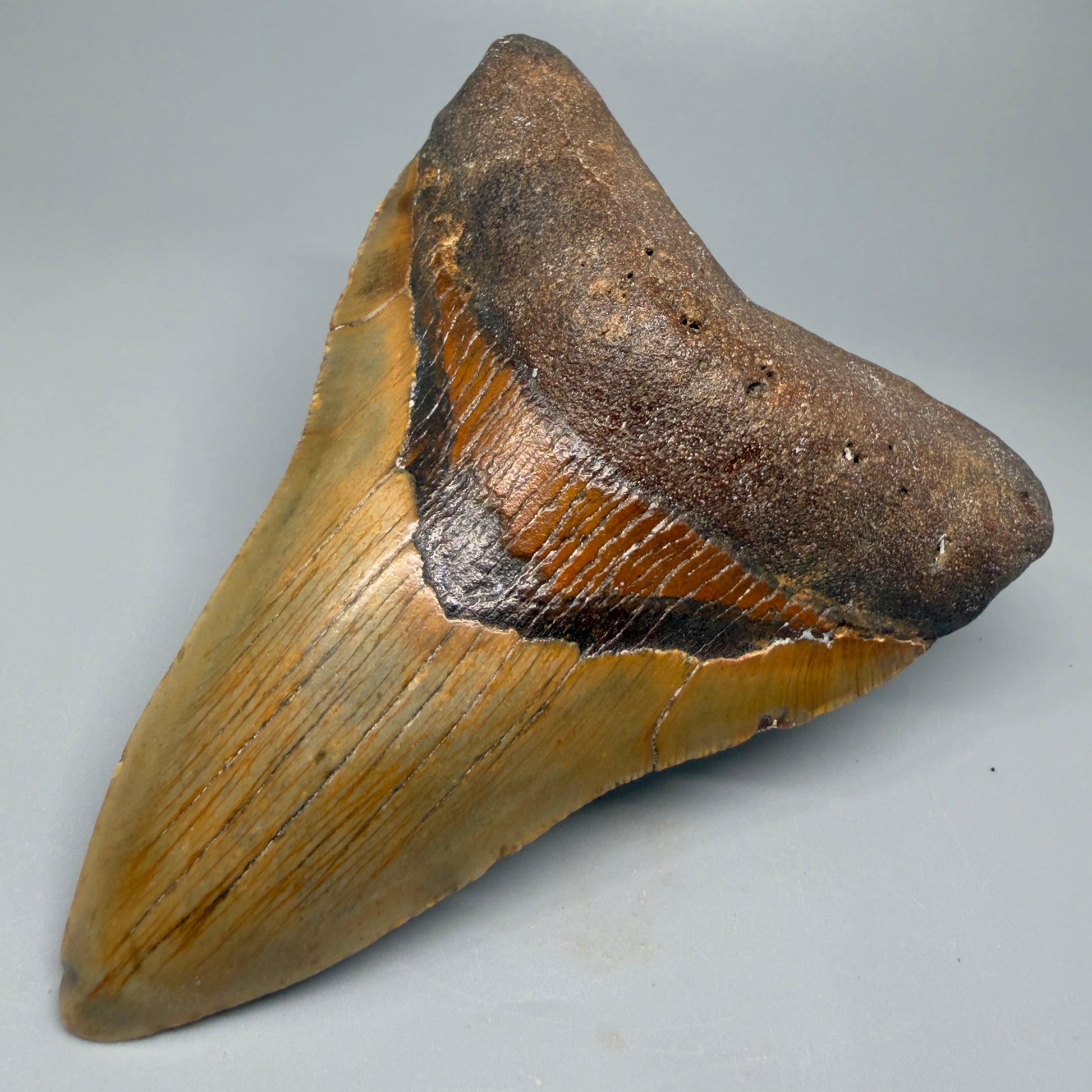 Great Shape Large 5.13" Fossil Megalodon Tooth - Wilmington North Carolina CM5369 - Front Right