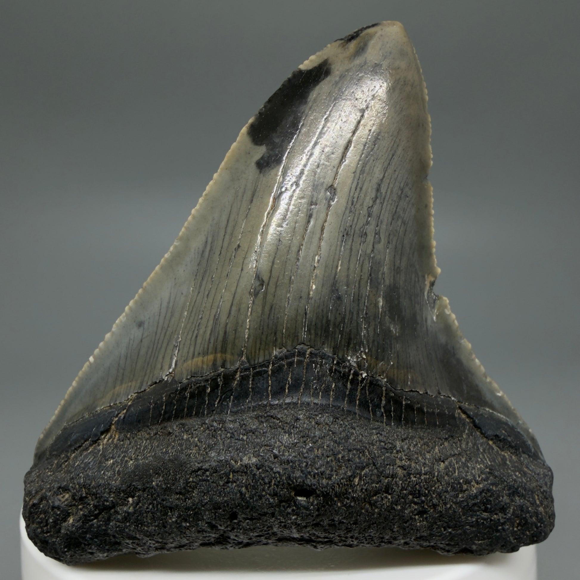 Front View Gorgeous 2.53" Colorful Fossil Megalodon Tooth – South Carolina River Find | Authentic CM6217 - 4