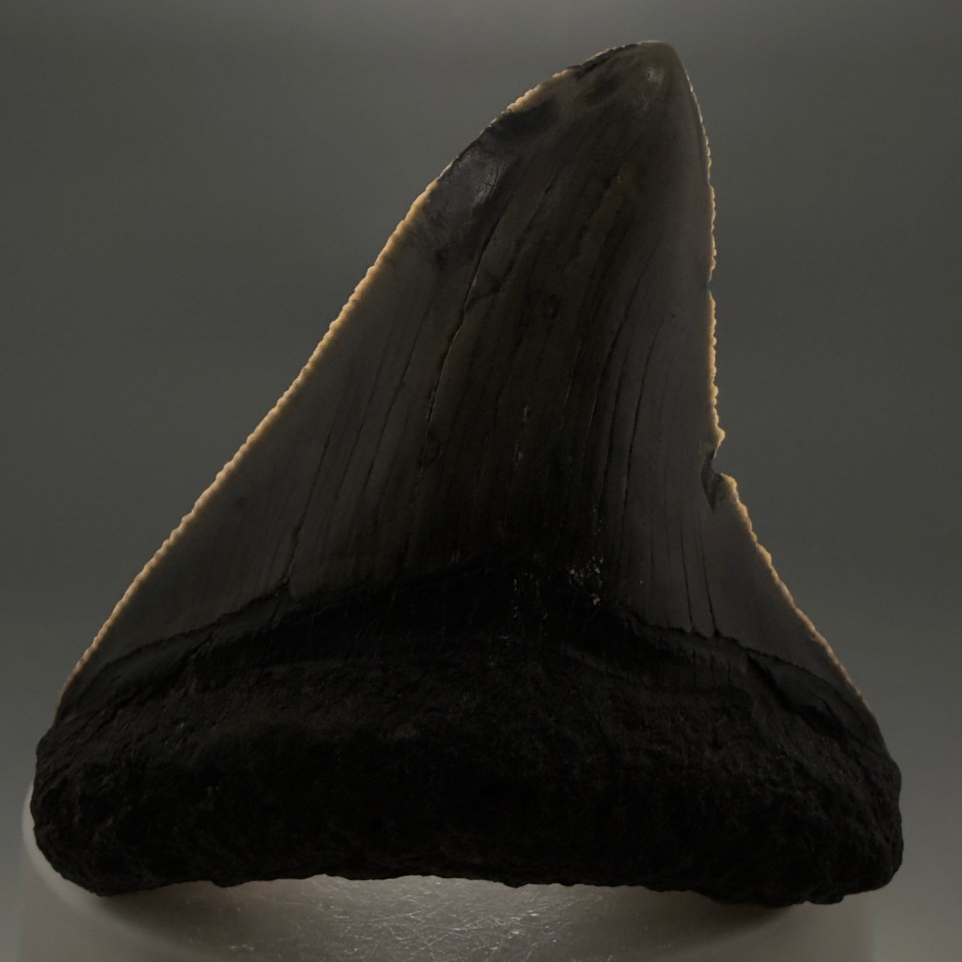 Front View Gorgeous 2.53" Colorful Fossil Megalodon Tooth – South Carolina River Find | Authentic CM6217 - 1