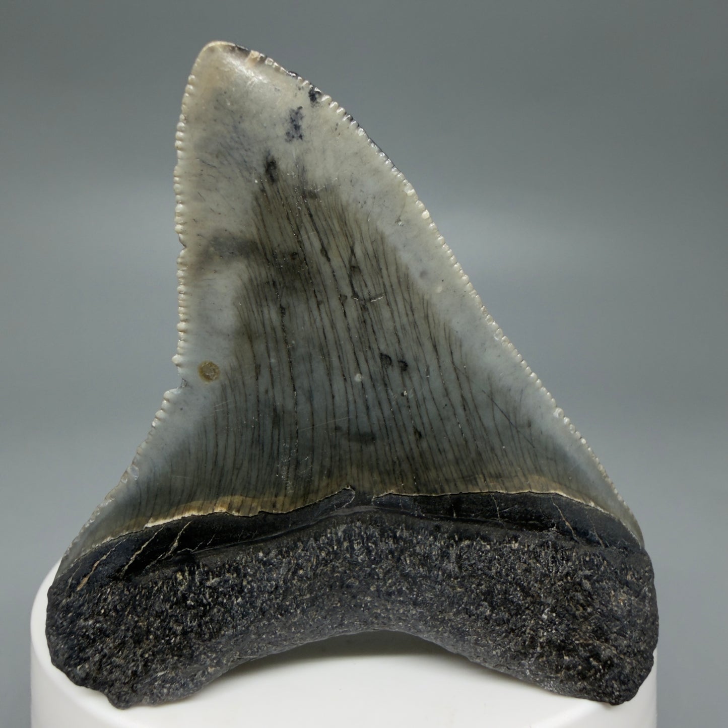 Back View Gorgeous 2.53" Colorful Fossil Megalodon Tooth – South Carolina River Find | Authentic CM6217