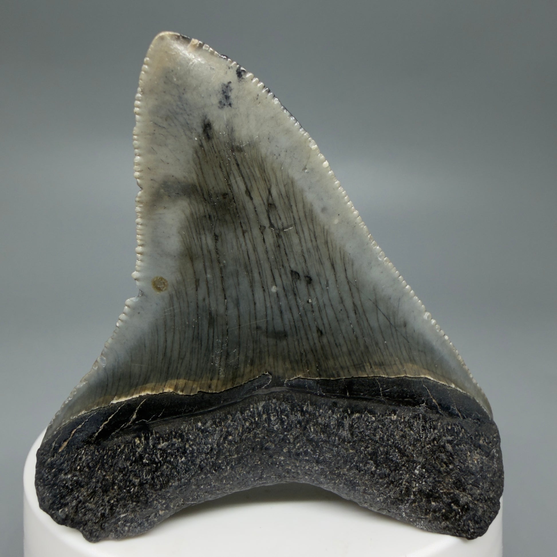 Back View Gorgeous 2.53" Colorful Fossil Megalodon Tooth – South Carolina River Find | Authentic CM6217