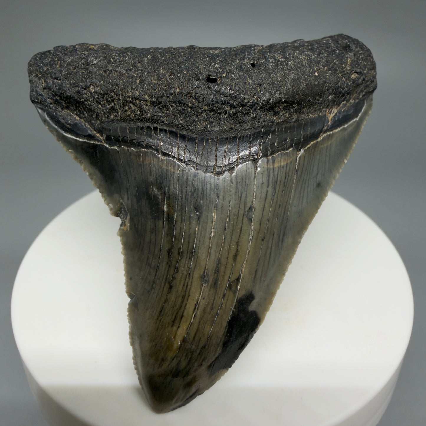 Front View Gorgeous 2.53" Colorful Fossil Megalodon Tooth – South Carolina River Find | Authentic CM6217 - 2