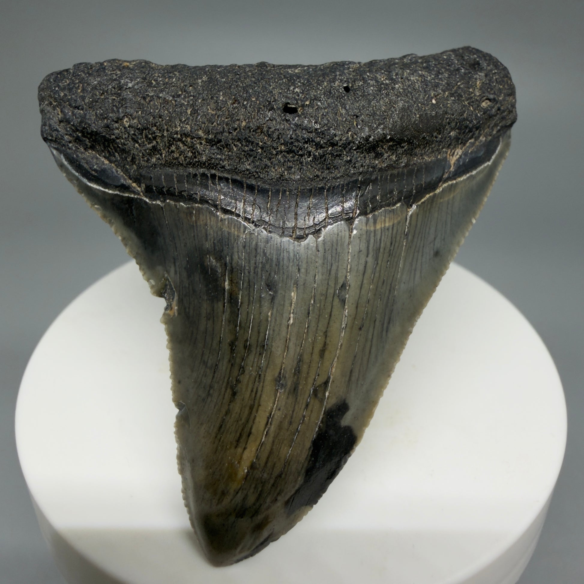 Front View Gorgeous 2.53" Colorful Fossil Megalodon Tooth – South Carolina River Find | Authentic CM6217 - 2
