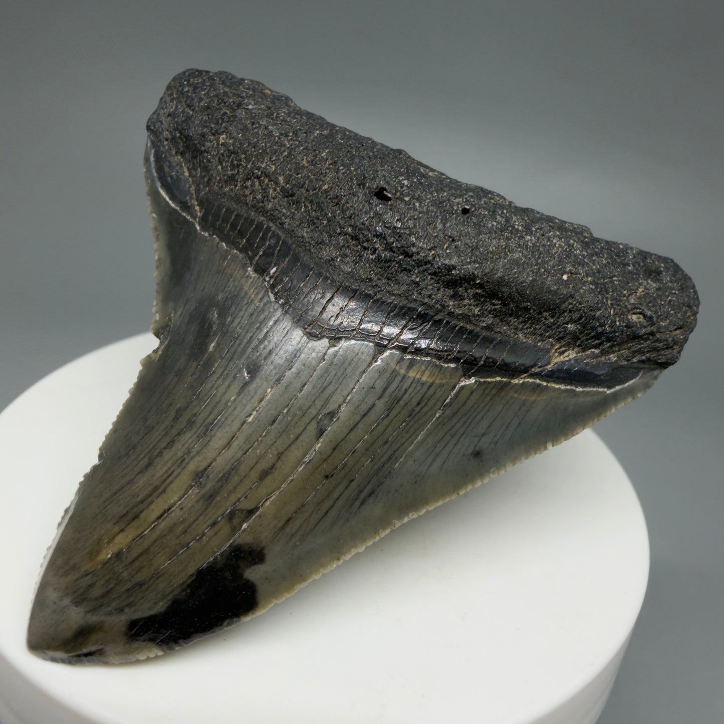Front Right View Gorgeous 2.53" Colorful Fossil Megalodon Tooth – South Carolina River Find | Authentic CM6217