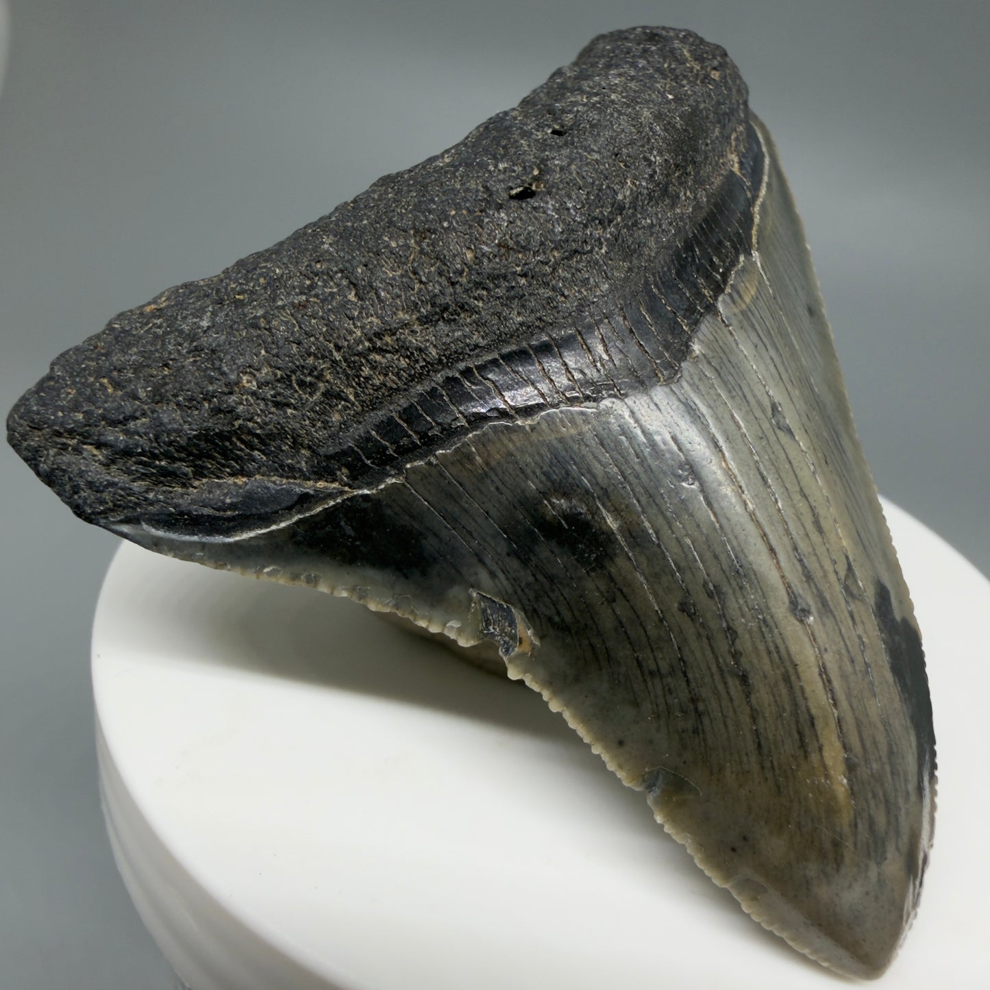 Front Left View Gorgeous 2.53" Colorful Fossil Megalodon Tooth – South Carolina River Find | Authentic CM6217