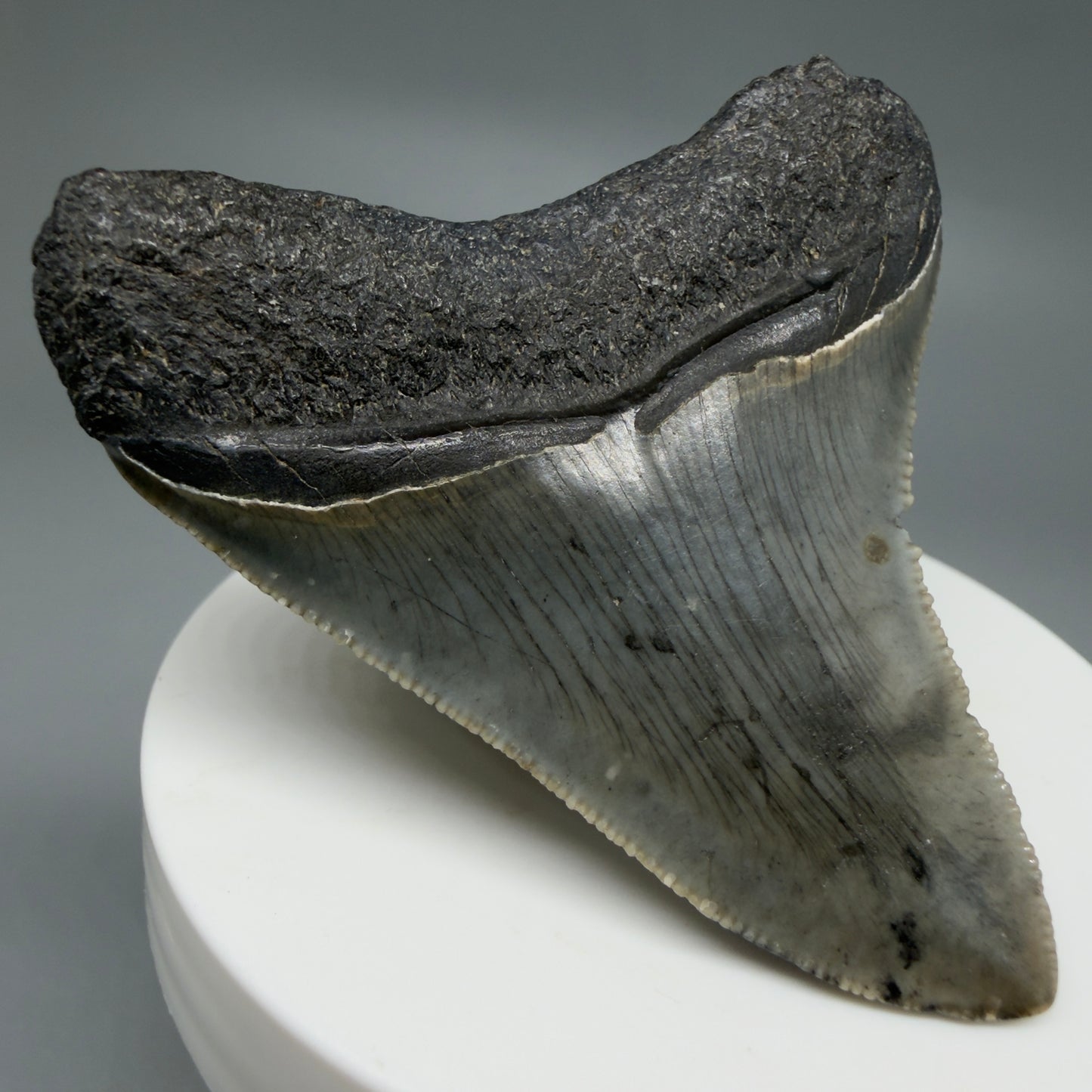 Back Left View Gorgeous 2.53" Colorful Fossil Megalodon Tooth – South Carolina River Find | Authentic CM6217