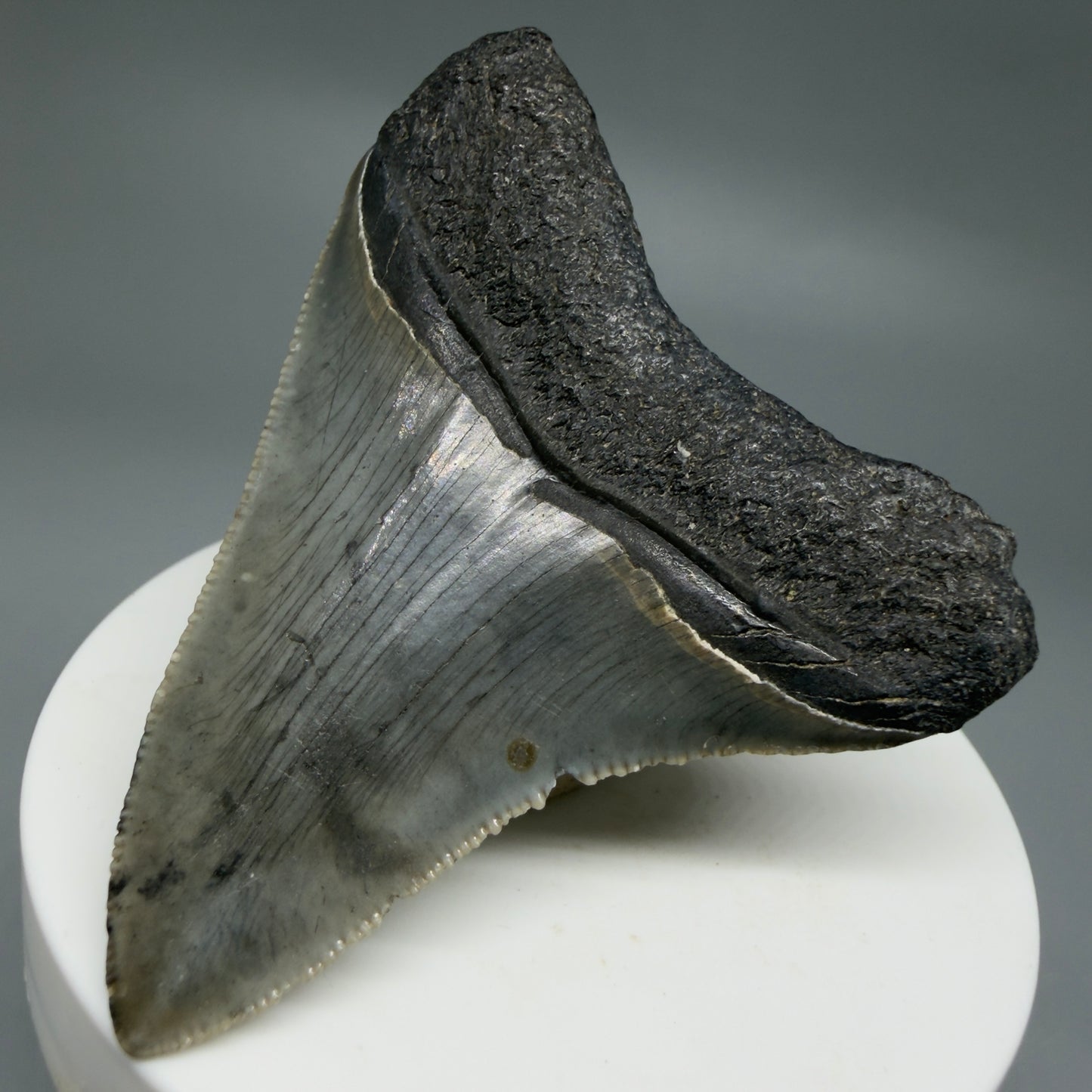 Back Right View Gorgeous 2.53" Colorful Fossil Megalodon Tooth – South Carolina River Find | Authentic CM6217