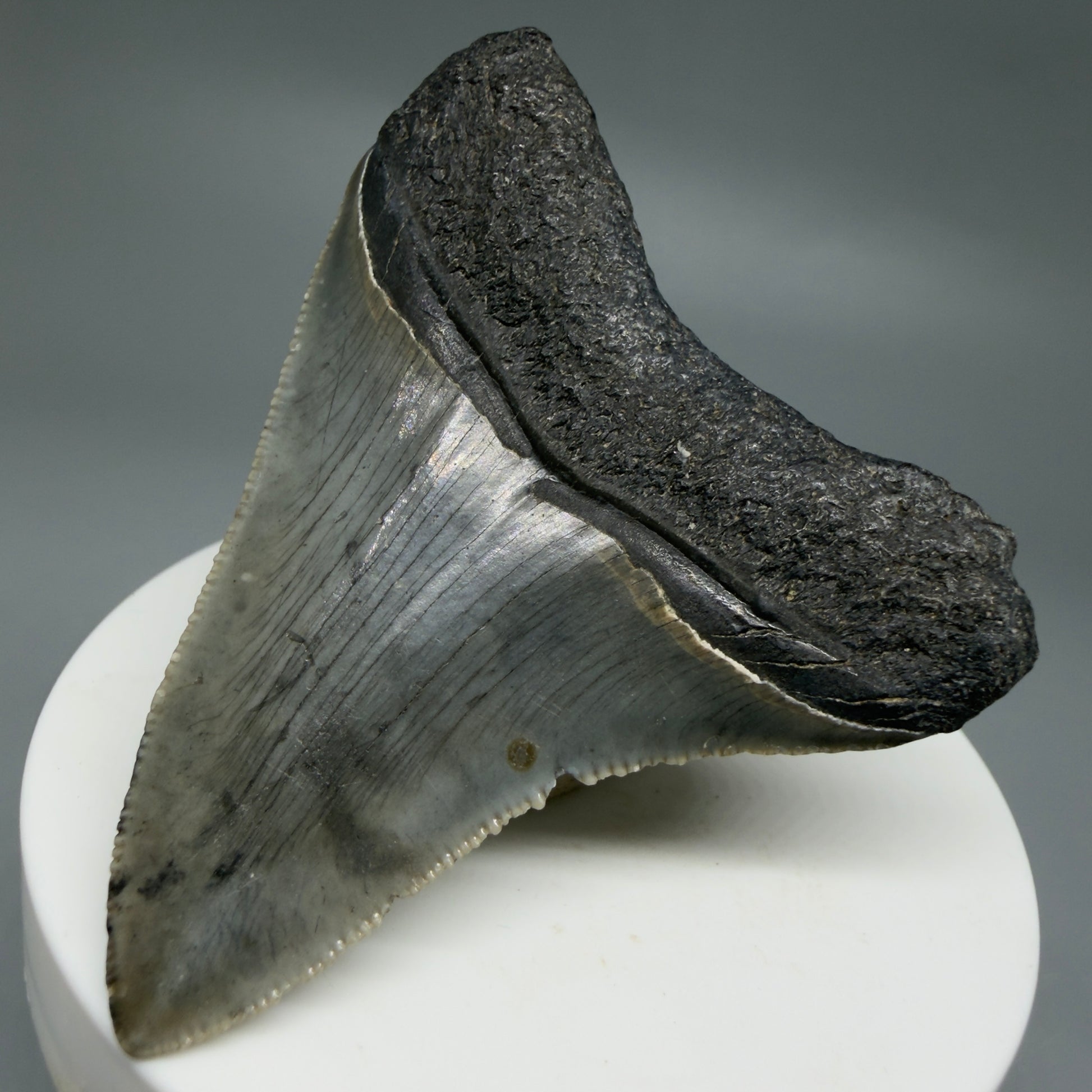 Back Right View Gorgeous 2.53" Colorful Fossil Megalodon Tooth – South Carolina River Find | Authentic CM6217
