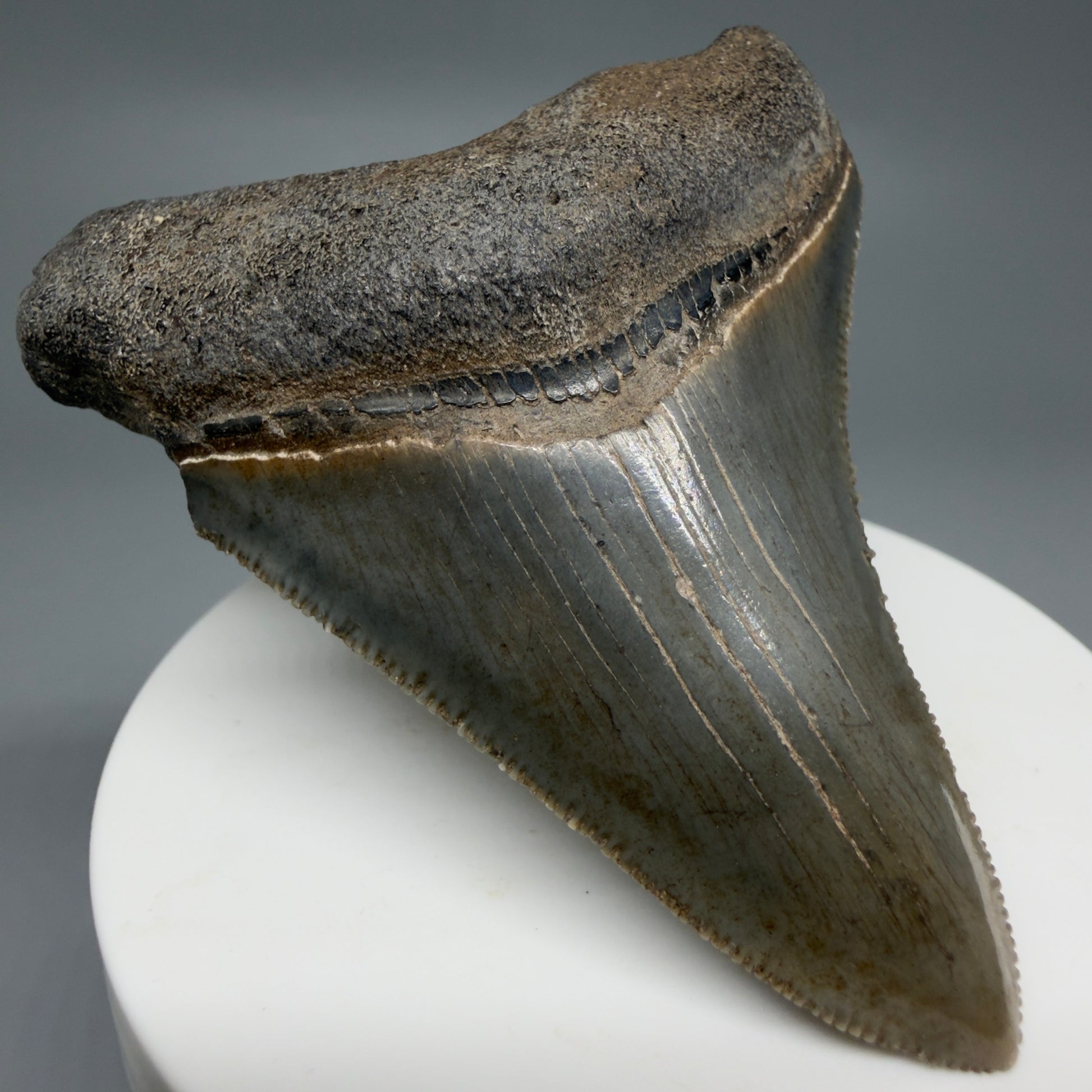 Front Left View 2.83" Colorful Fossil Megalodon Tooth – South Carolina River Find | Authentic CM6219