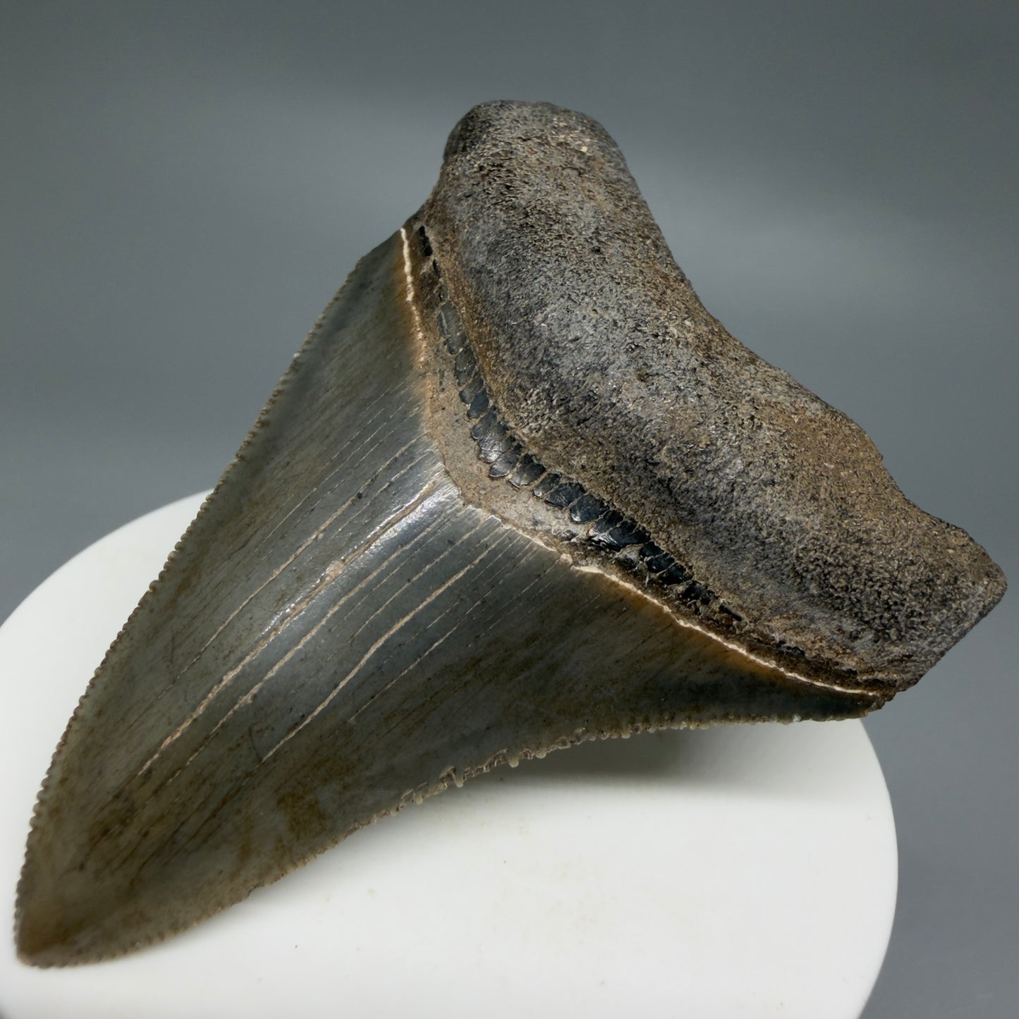 Front Right View 2.83" Colorful Fossil Megalodon Tooth – South Carolina River Find | Authentic CM6219