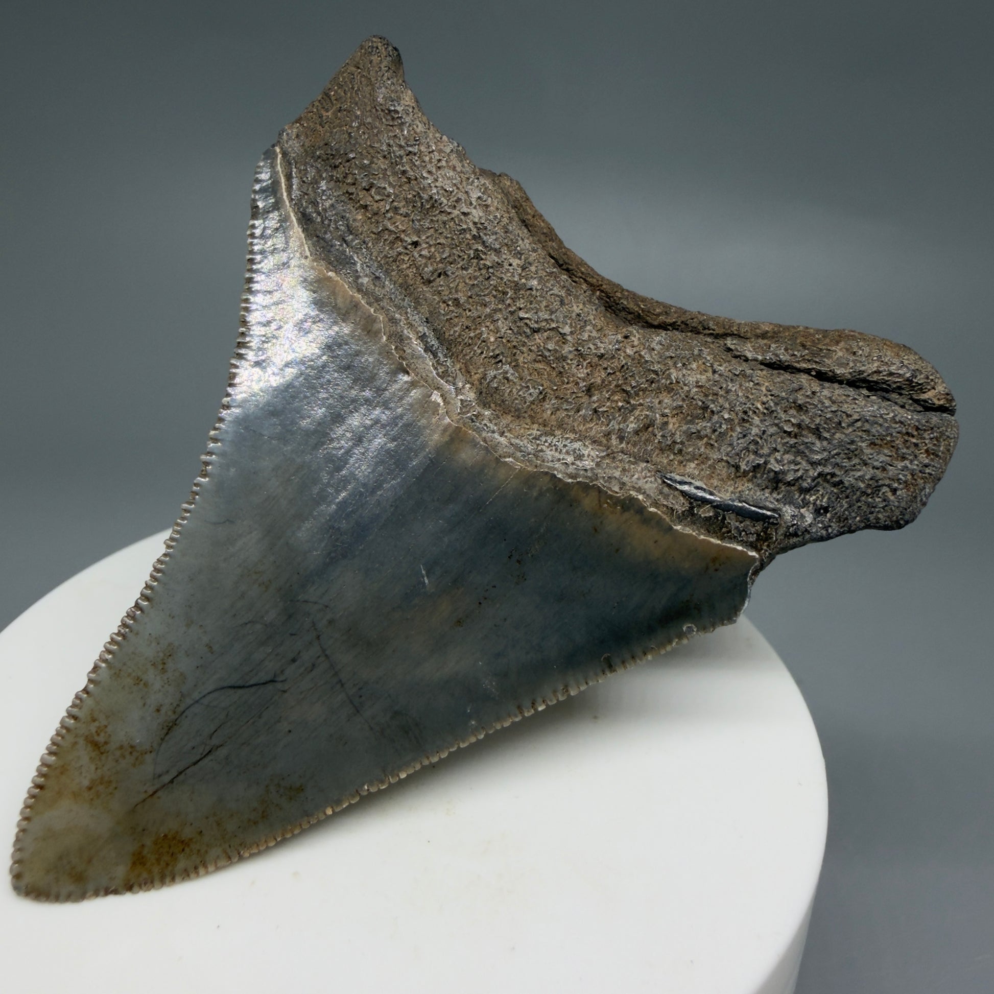Back Right View 2.83" Colorful Fossil Megalodon Tooth – South Carolina River Find | Authentic CM6219