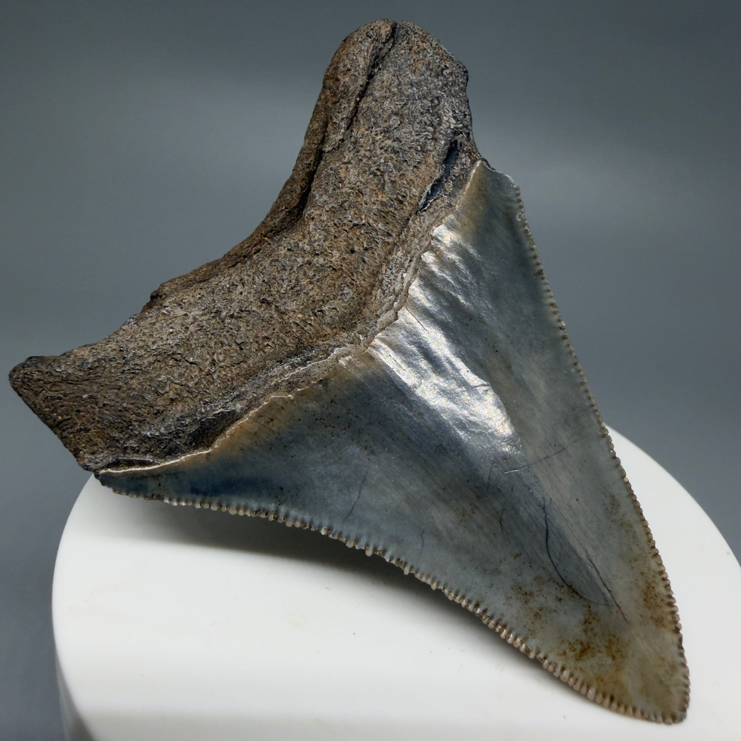 Back Left View 2.83" Colorful Fossil Megalodon Tooth – South Carolina River Find | Authentic CM6219