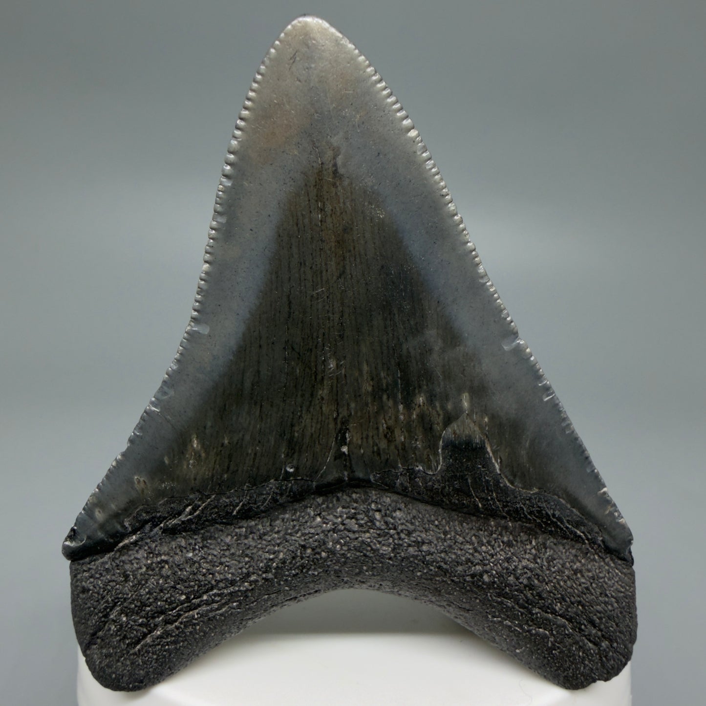 Back View 2.72" Dark colors Fossil Megalodon Tooth – South Carolina River Find | Authentic CM6218 