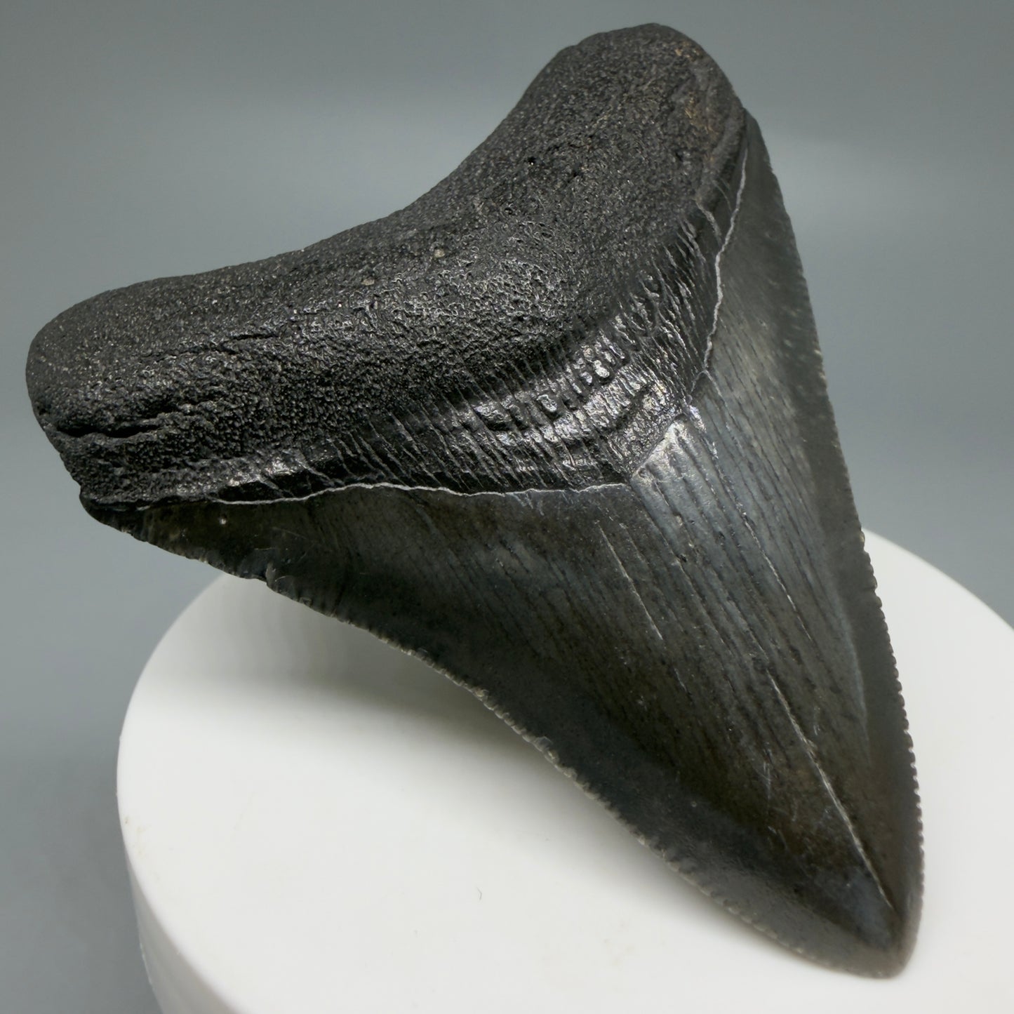 Front Left View 2.72" Dark colors Fossil Megalodon Tooth – South Carolina River Find | Authentic CM6218 