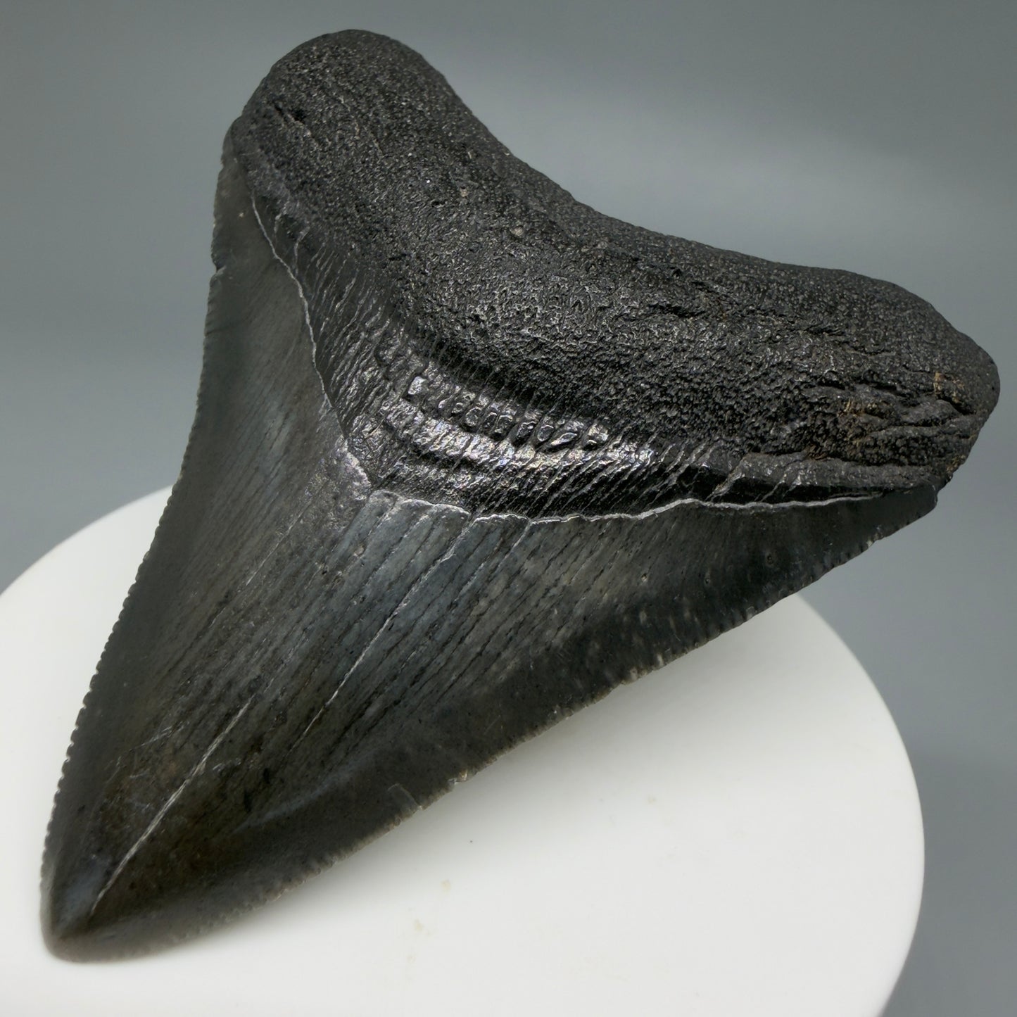 Front Right View 2.72" Dark colors Fossil Megalodon Tooth – South Carolina River Find | Authentic CM6218 