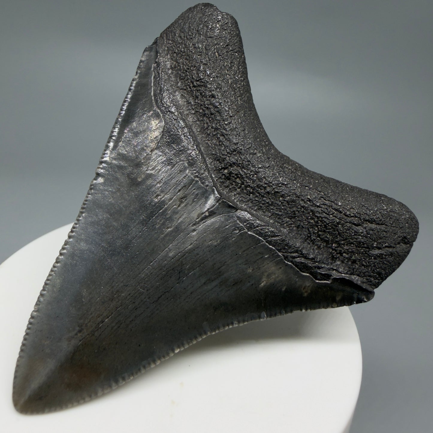 Back Right View 2.72" Dark colors Fossil Megalodon Tooth – South Carolina River Find | Authentic CM6218 