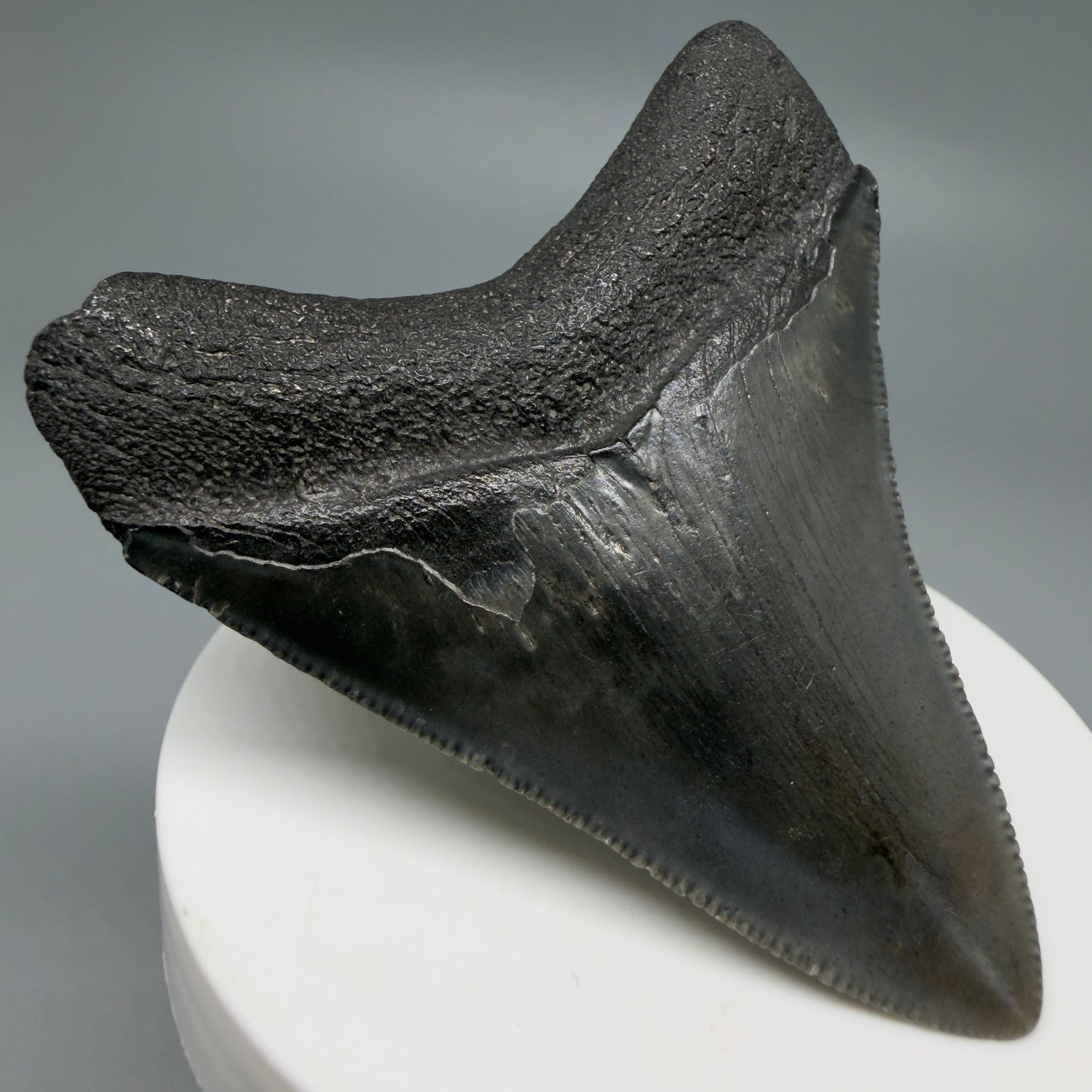 Back Left View 2.72" Dark colors Fossil Megalodon Tooth – South Carolina River Find | Authentic CM6218 