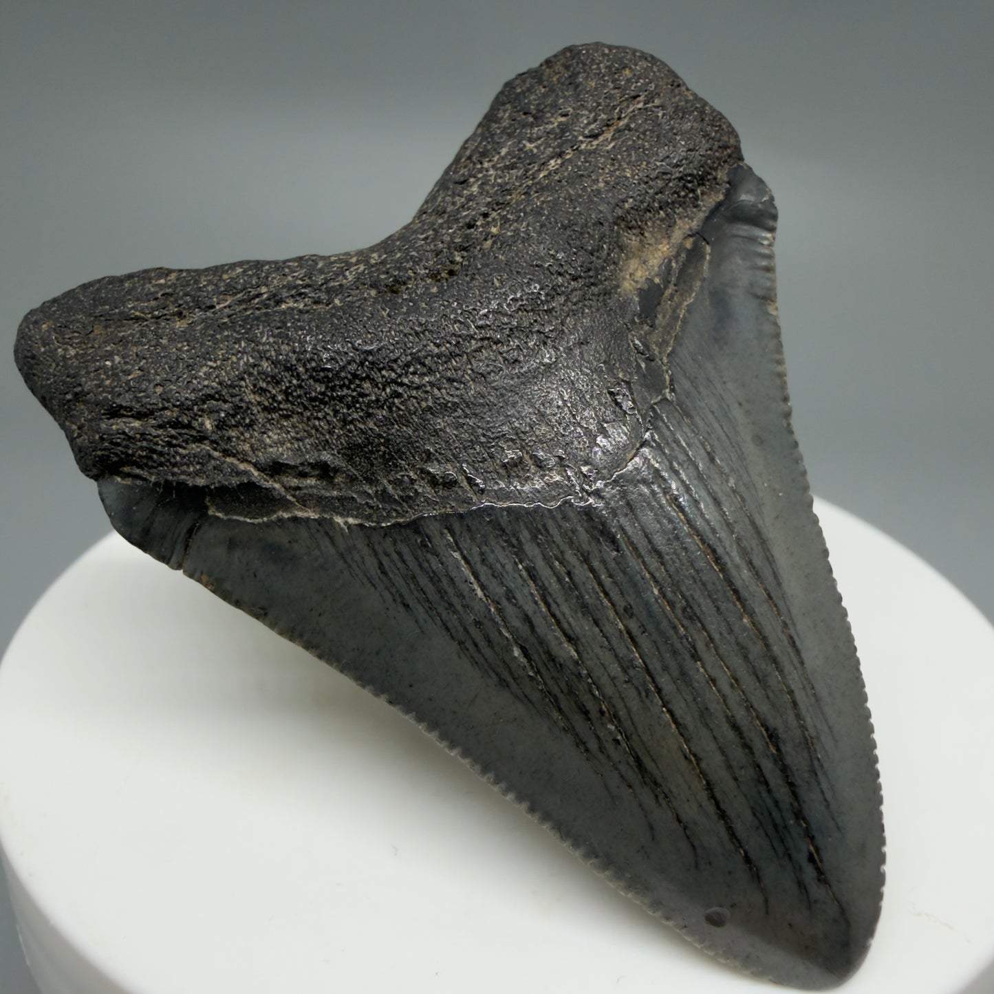 Front Left View Gorgeous 2.16" Colorful Fossil Megalodon Tooth – South Carolina River Find | Authentic CM6216