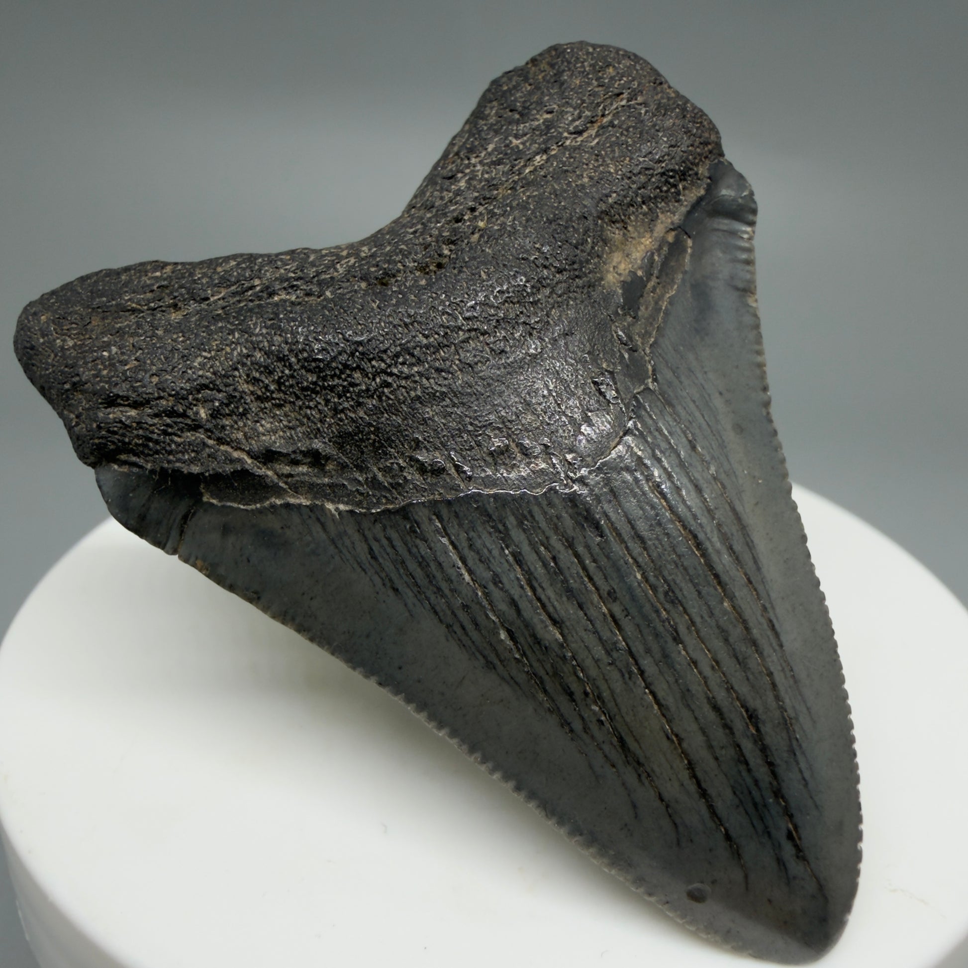 Front Left View Gorgeous 2.16" Colorful Fossil Megalodon Tooth – South Carolina River Find | Authentic CM6216