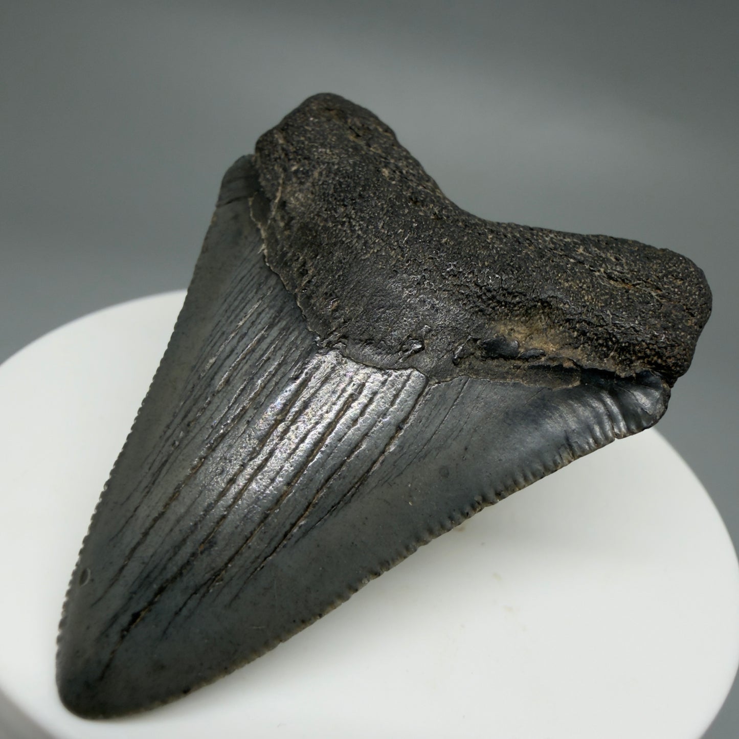 Front Right View Gorgeous 2.16" Colorful Fossil Megalodon Tooth – South Carolina River Find | Authentic CM6216