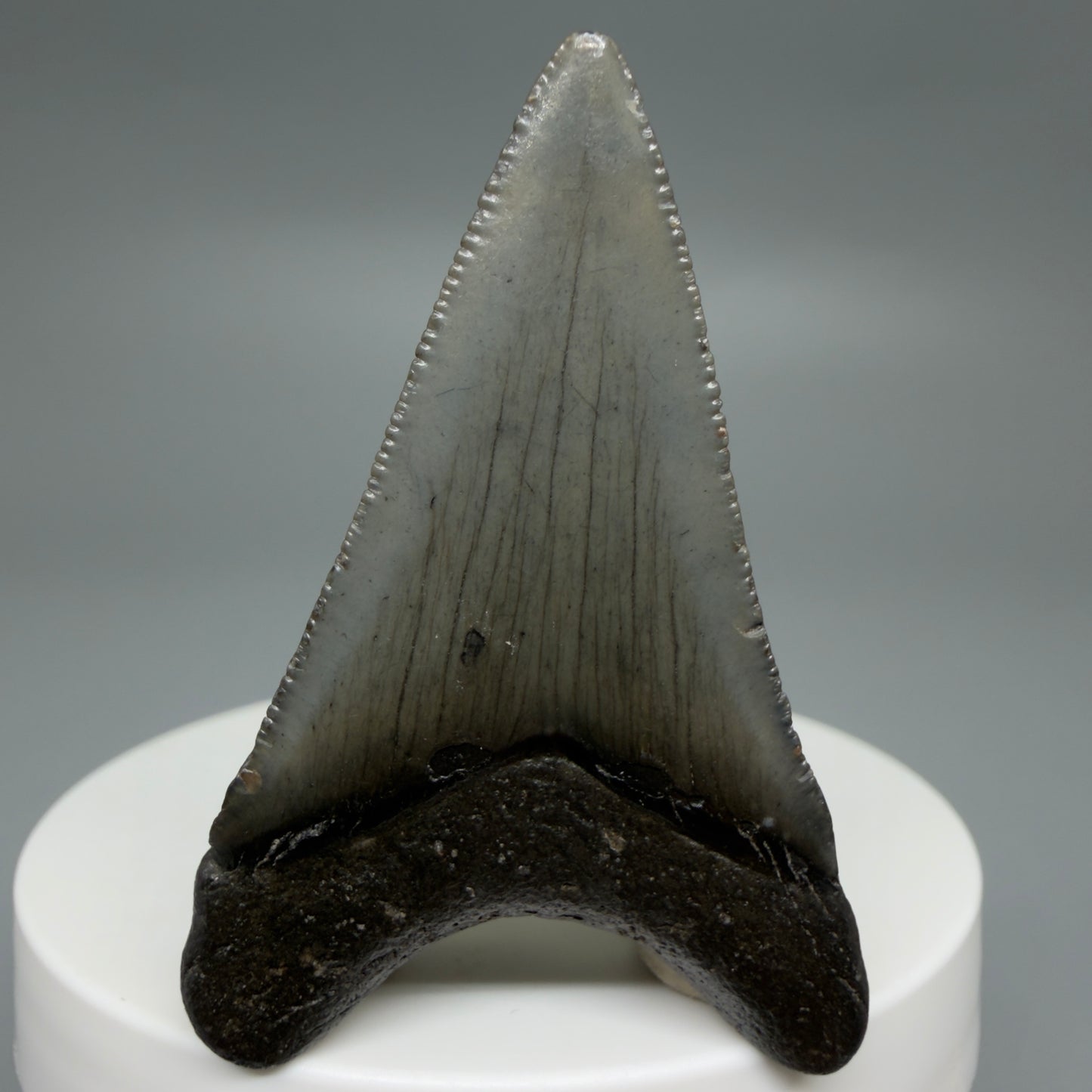 Back View Gorgeous, affordable 2.04" Colorful Fossil Megalodon Tooth – South Carolina River Find | Authentic CM6214