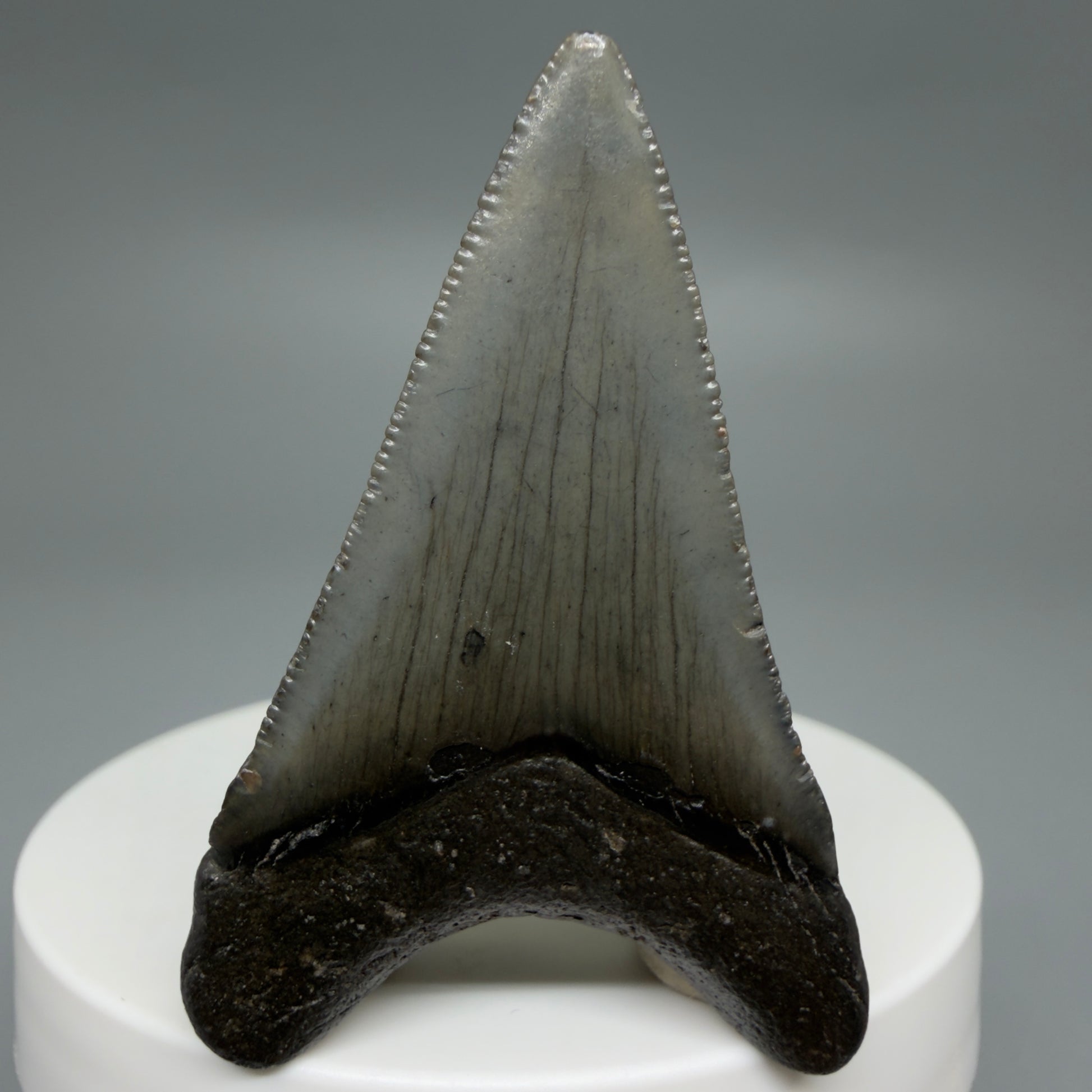 Back View Gorgeous, affordable 2.04" Colorful Fossil Megalodon Tooth – South Carolina River Find | Authentic CM6214