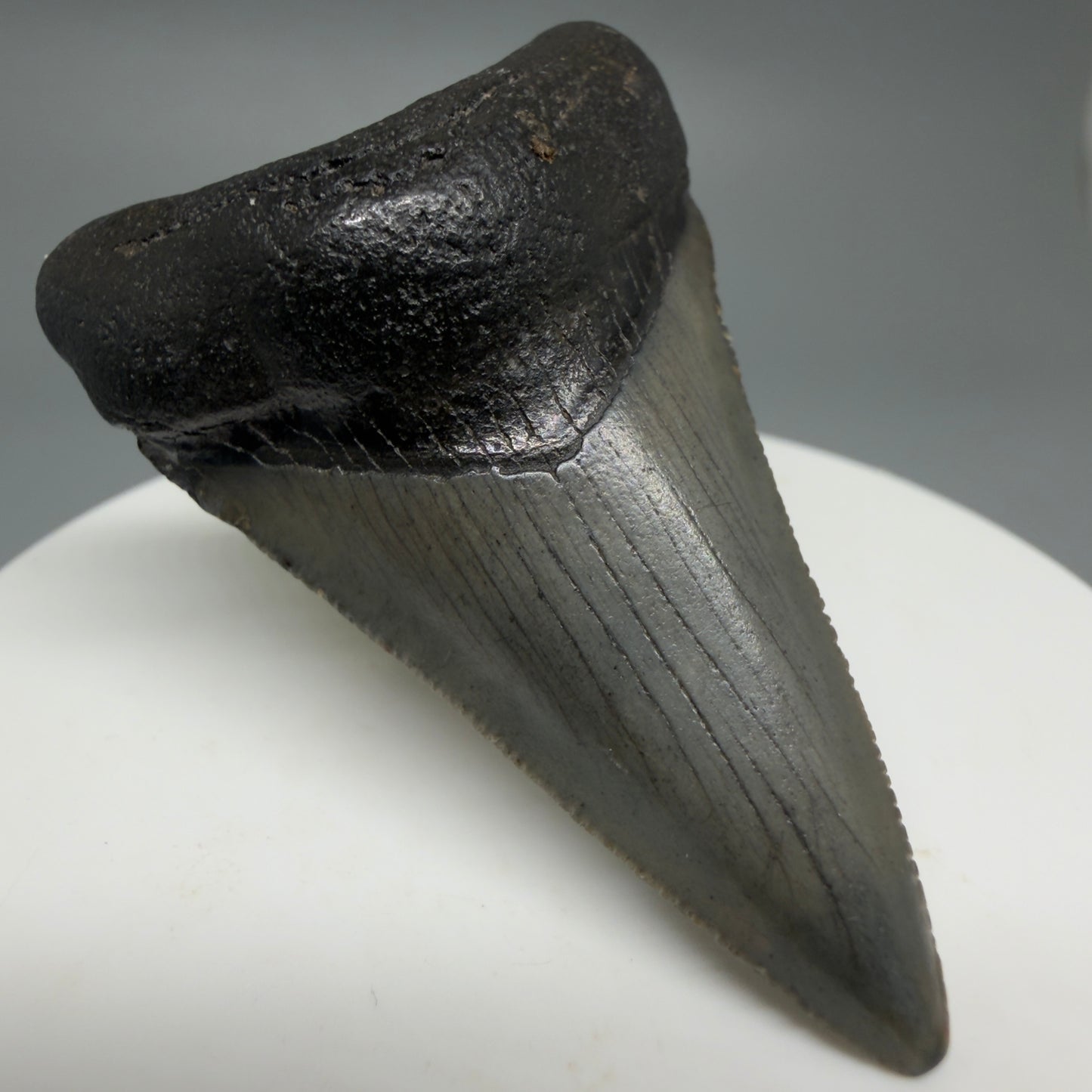 Front Left View Gorgeous, affordable 2.04" Colorful Fossil Megalodon Tooth – South Carolina River Find | Authentic CM6214