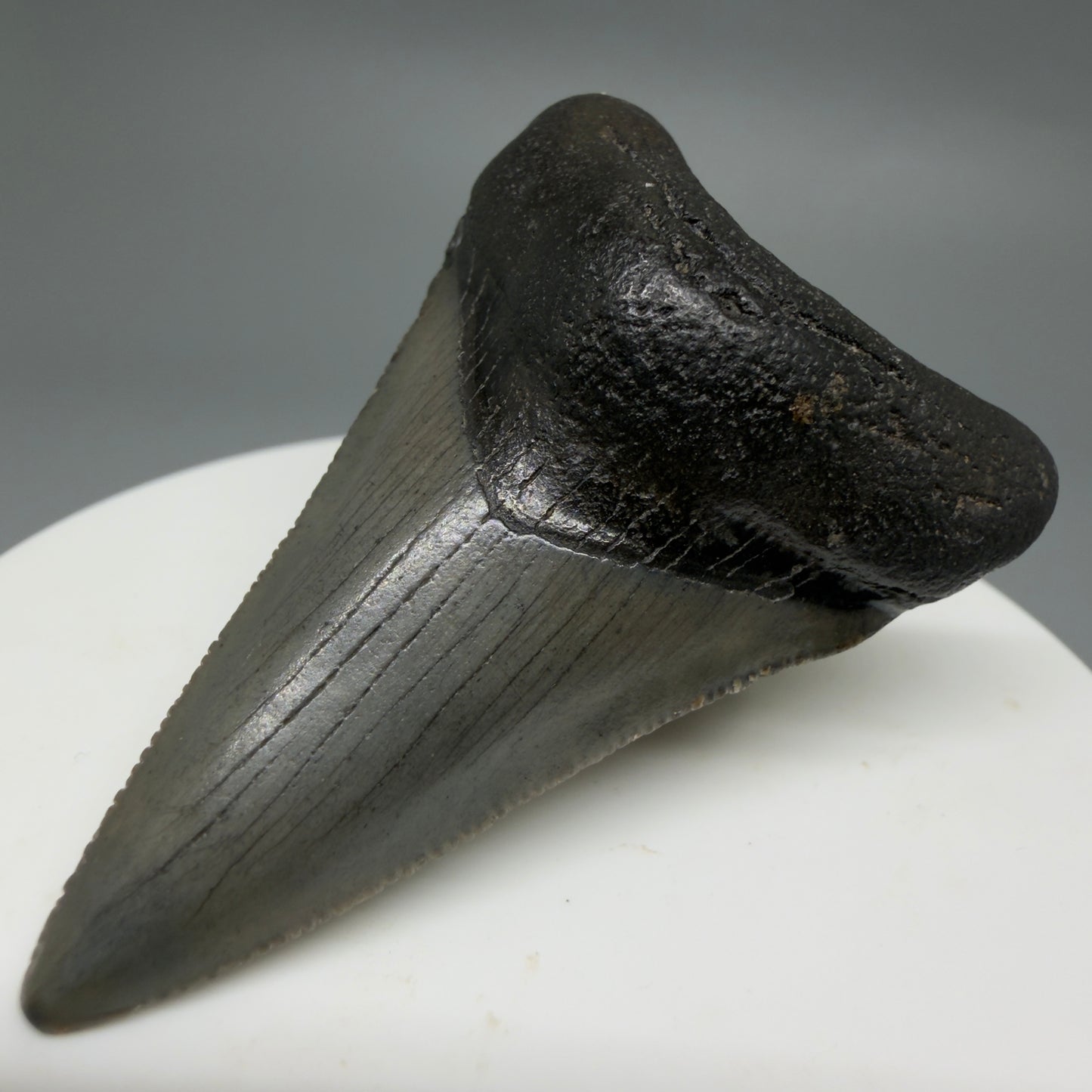 Front Right View Gorgeous, affordable 2.04" Colorful Fossil Megalodon Tooth – South Carolina River Find | Authentic CM6214