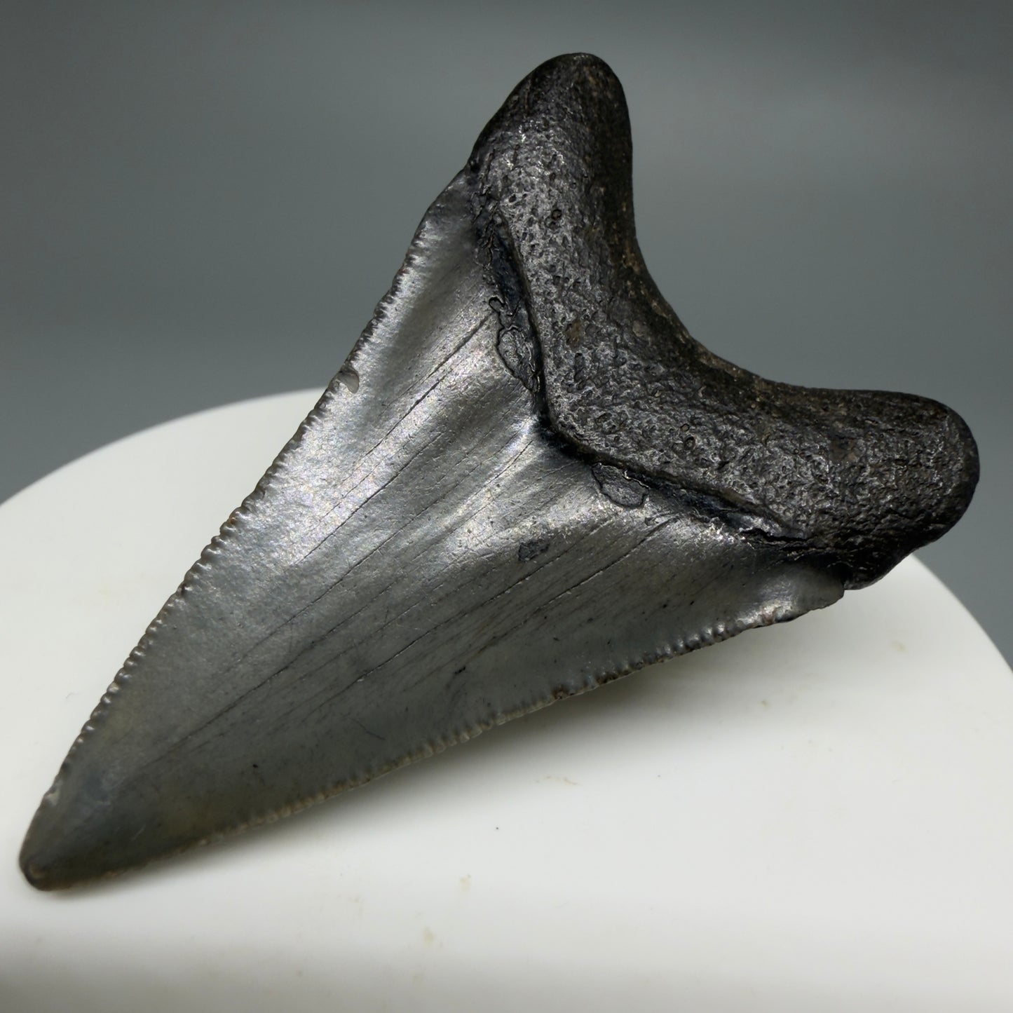 Back Right View Gorgeous, affordable 2.04" Colorful Fossil Megalodon Tooth – South Carolina River Find | Authentic CM6214