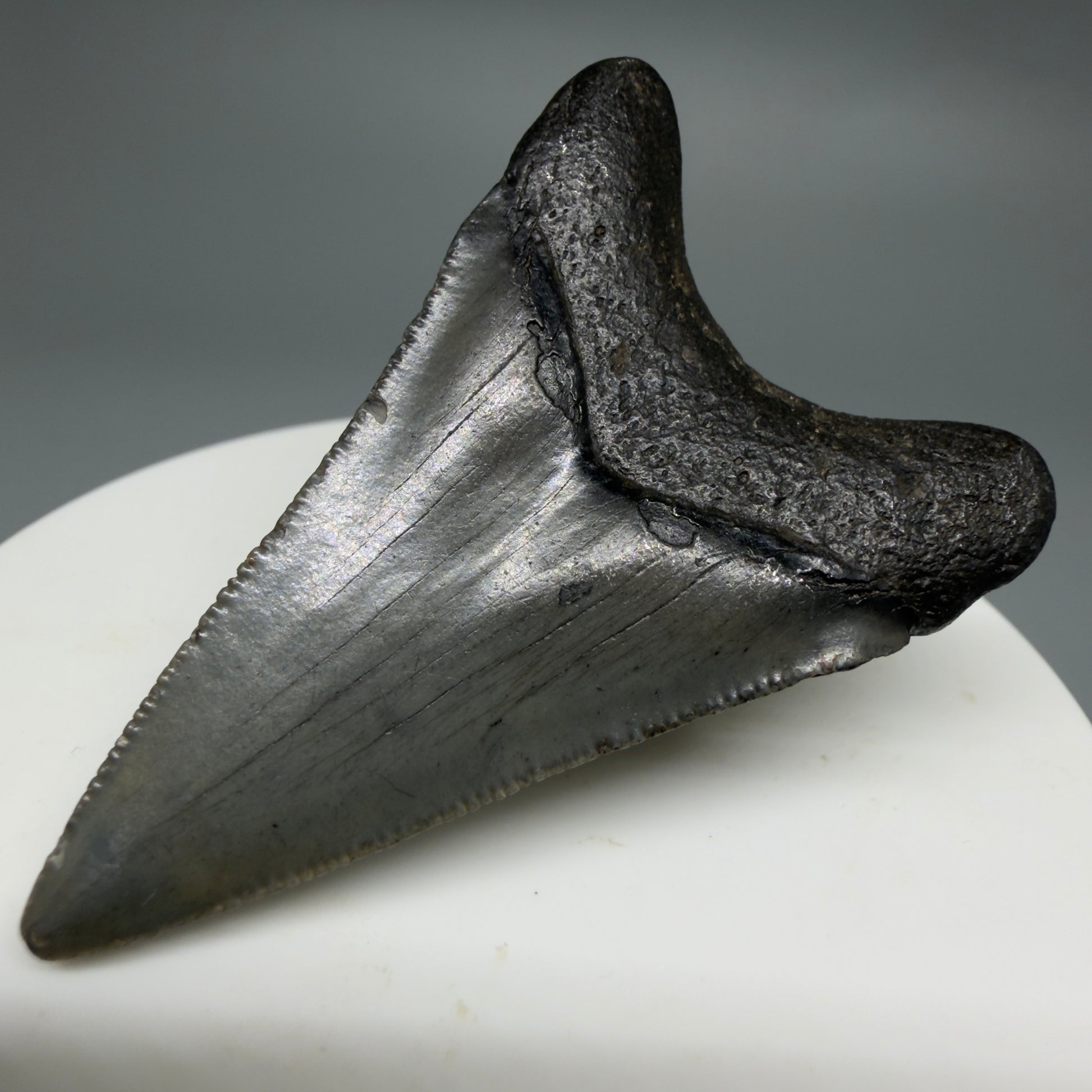 Back Right View Gorgeous, affordable 2.04" Colorful Fossil Megalodon Tooth – South Carolina River Find | Authentic CM6214