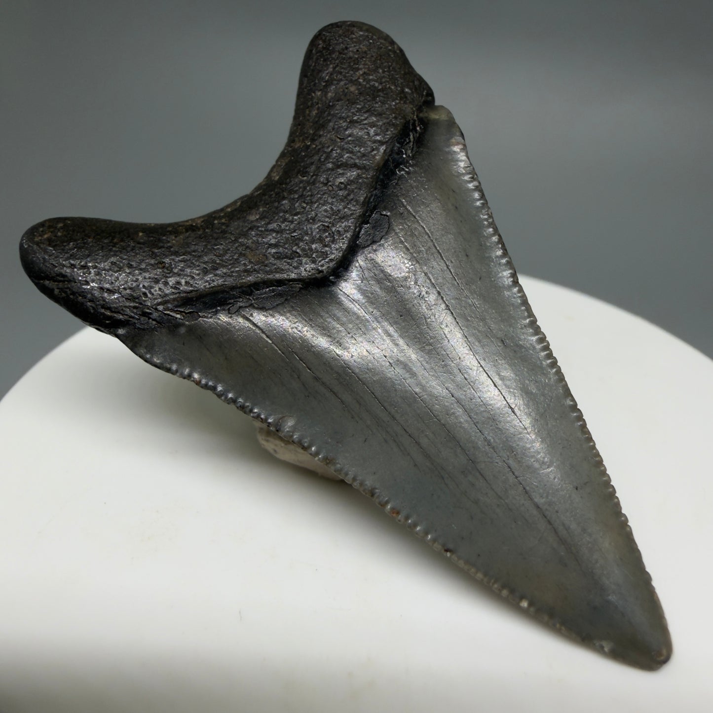 Back Left View Gorgeous, affordable 2.04" Colorful Fossil Megalodon Tooth – South Carolina River Find | Authentic CM6214