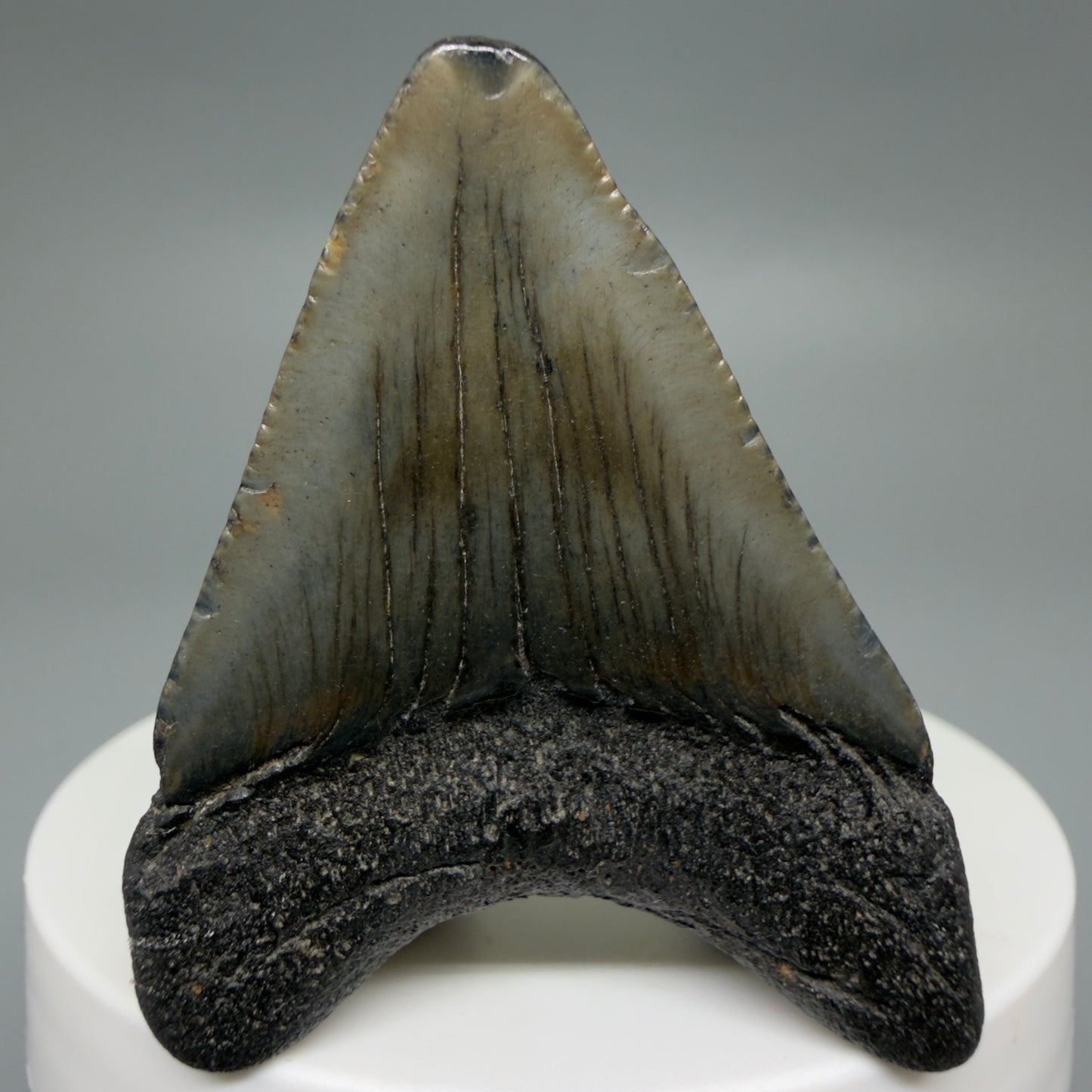 Back View Affordable 1.97" Colorful Fossil Megalodon Tooth – South Carolina River Find | Authentic CM6212