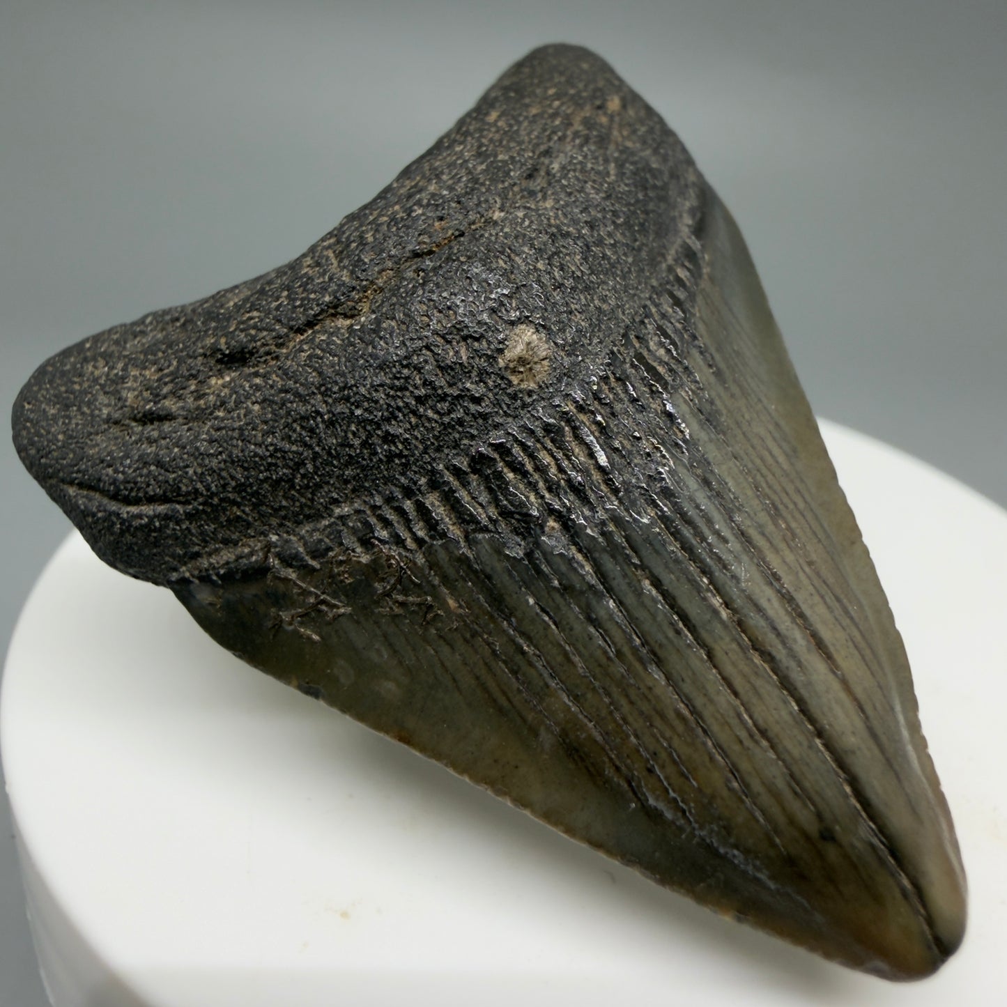 Front Left View Affordable 1.97" Colorful Fossil Megalodon Tooth – South Carolina River Find | Authentic CM6212