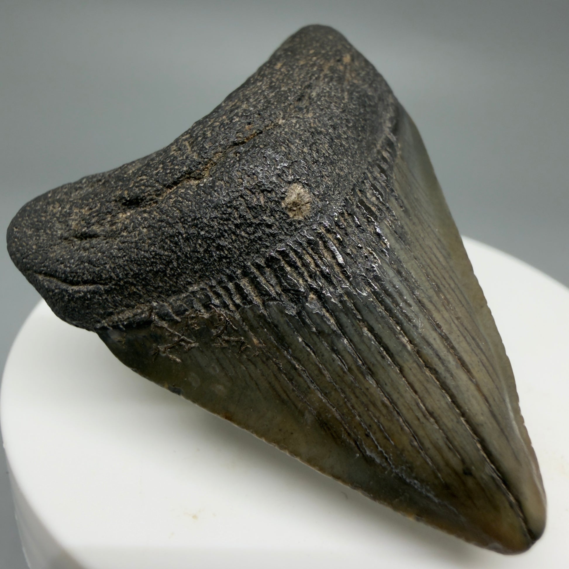 Front Left View Affordable 1.97" Colorful Fossil Megalodon Tooth – South Carolina River Find | Authentic CM6212