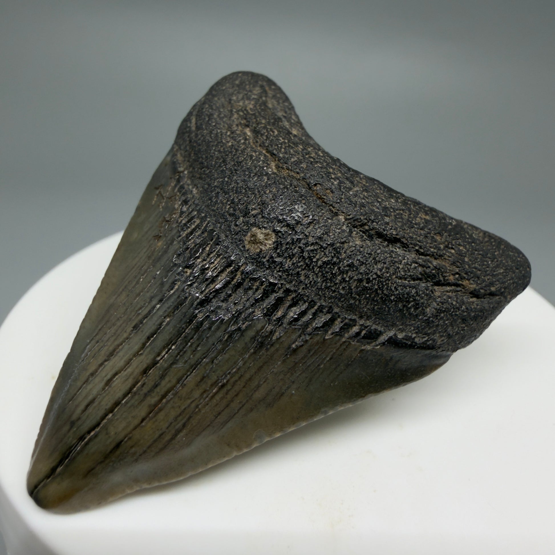 Front Right View Affordable 1.97" Colorful Fossil Megalodon Tooth – South Carolina River Find | Authentic CM6212