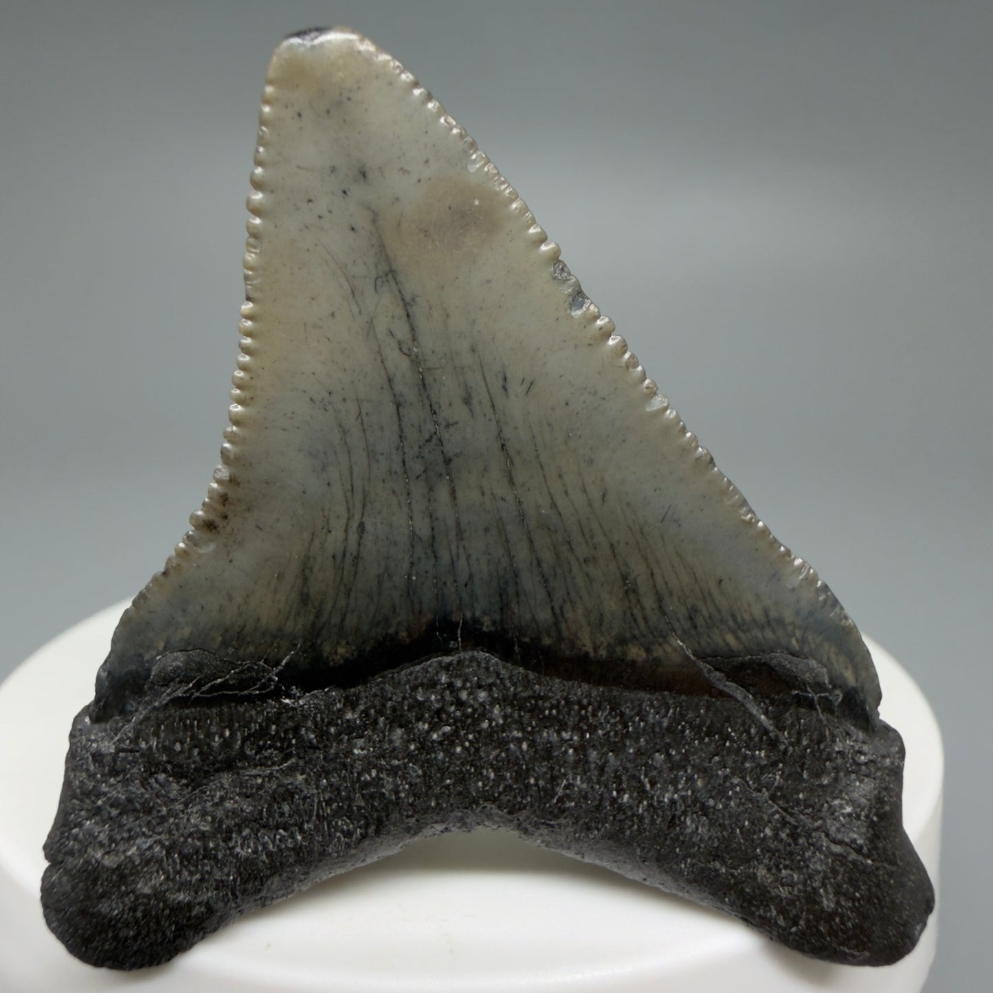 Back View Affordable 2.01" Colorful Fossil Megalodon Tooth – South Carolina River Find | Authentic CM6211