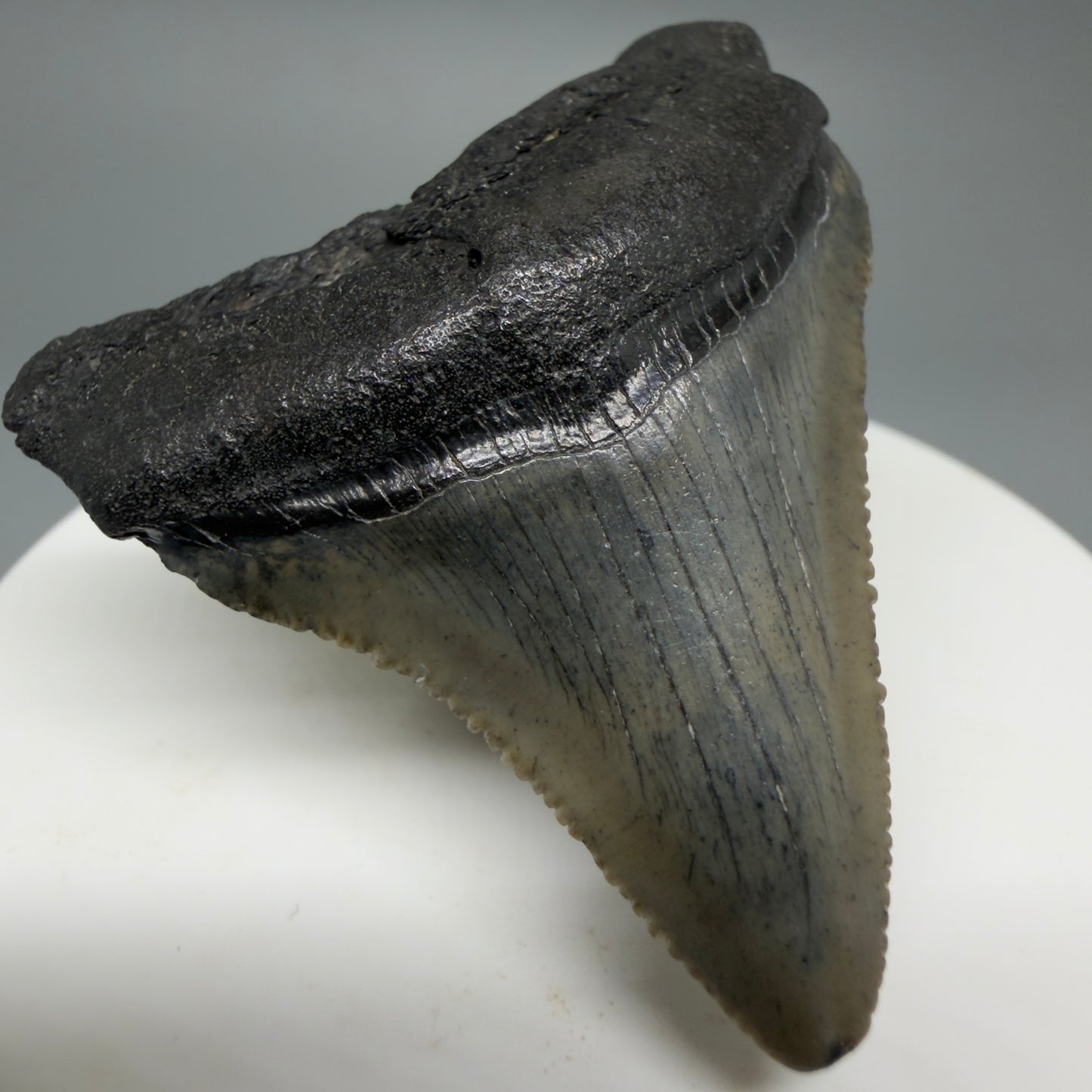 Front Left View Affordable 2.01" Colorful Fossil Megalodon Tooth – South Carolina River Find | Authentic CM6211