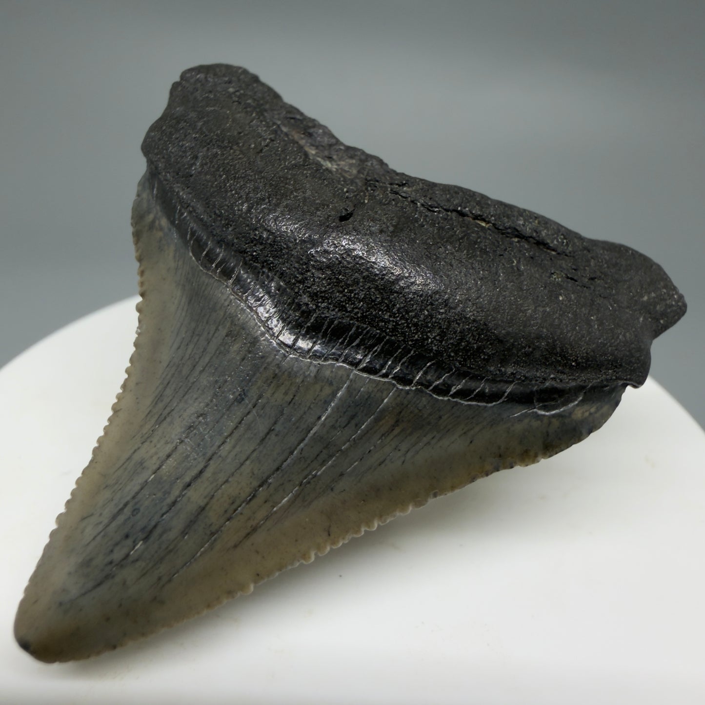 Front Right View Affordable 2.01" Colorful Fossil Megalodon Tooth – South Carolina River Find | Authentic CM6211